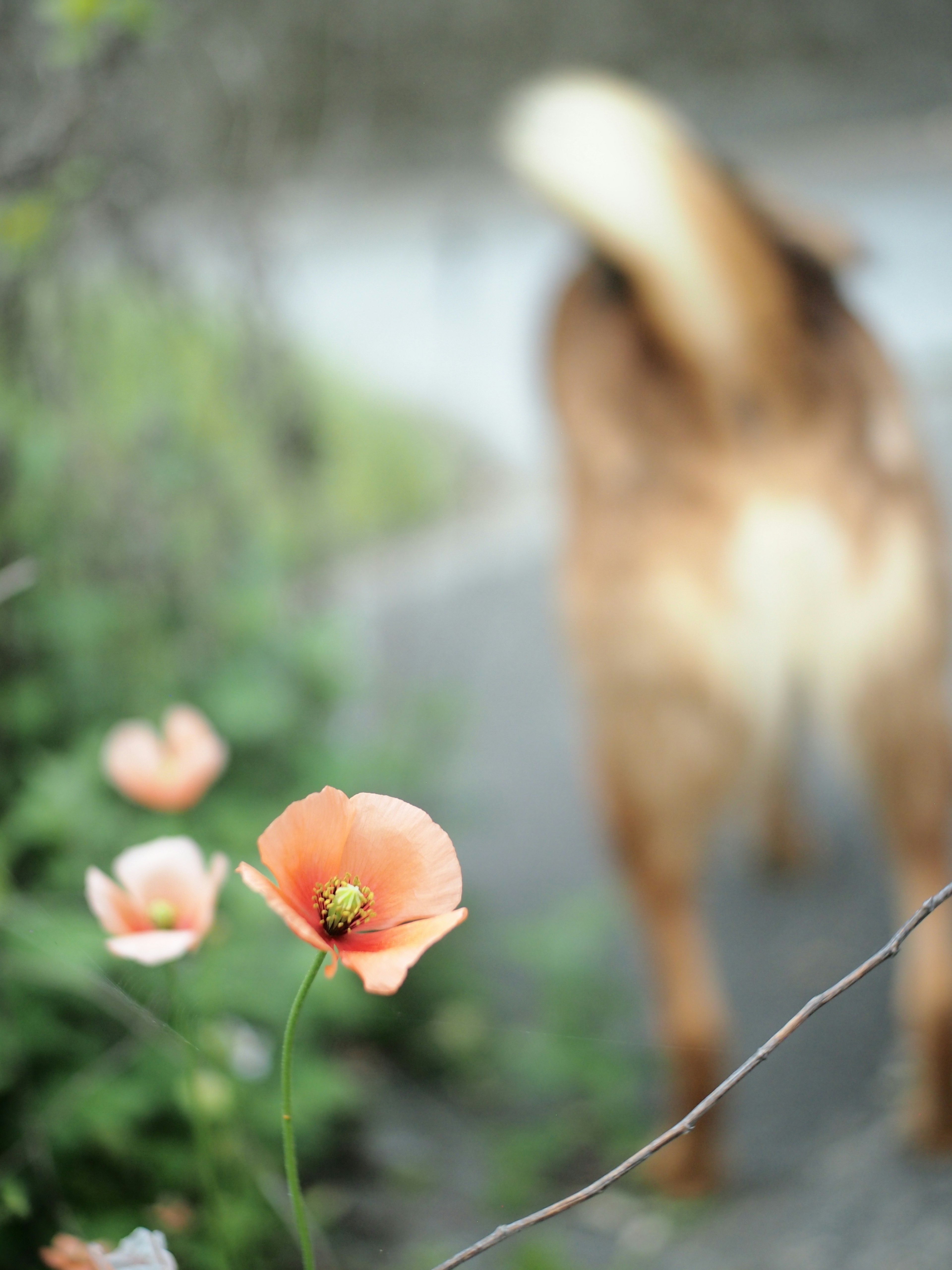 Una scena con un cane visto da dietro e fiori di papavero rosa in primo piano