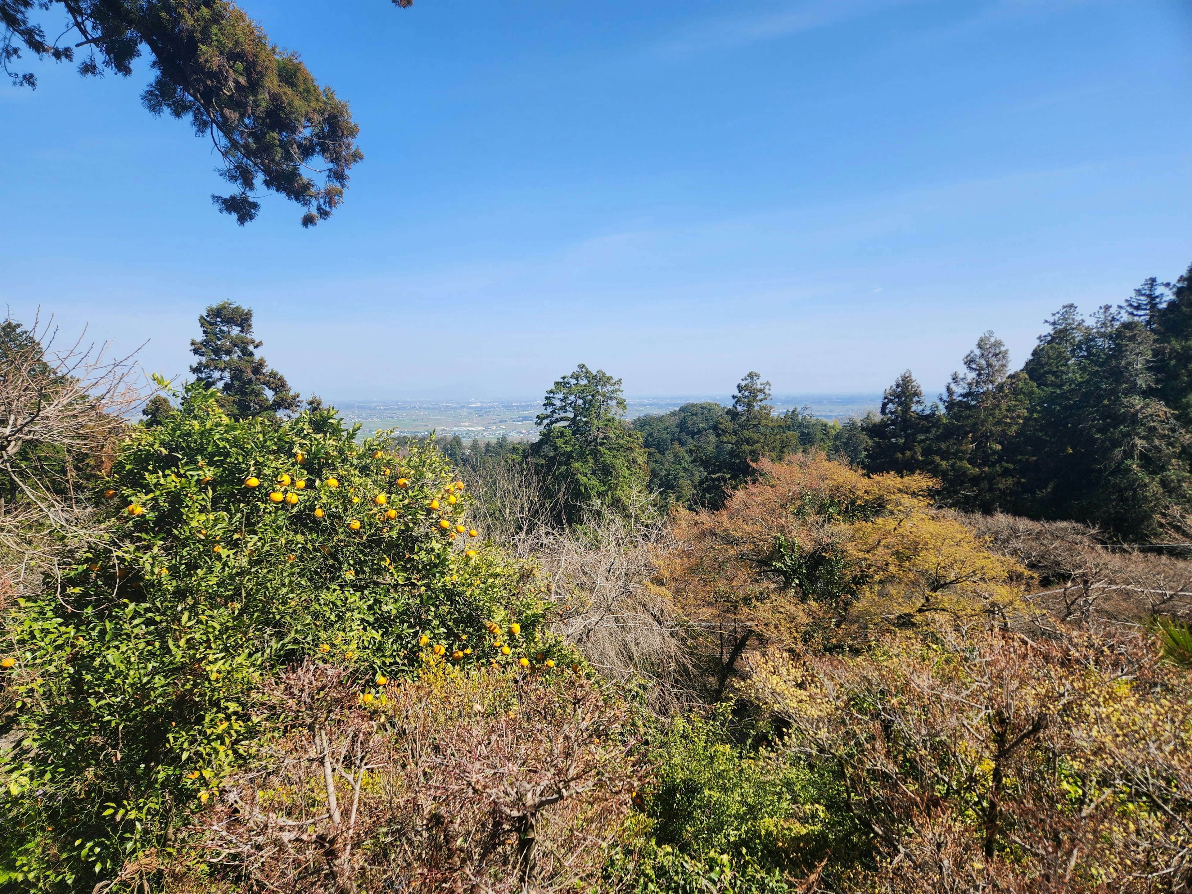 Forêt verdoyante avec des arbres aux couleurs d'automne sous un ciel bleu clair