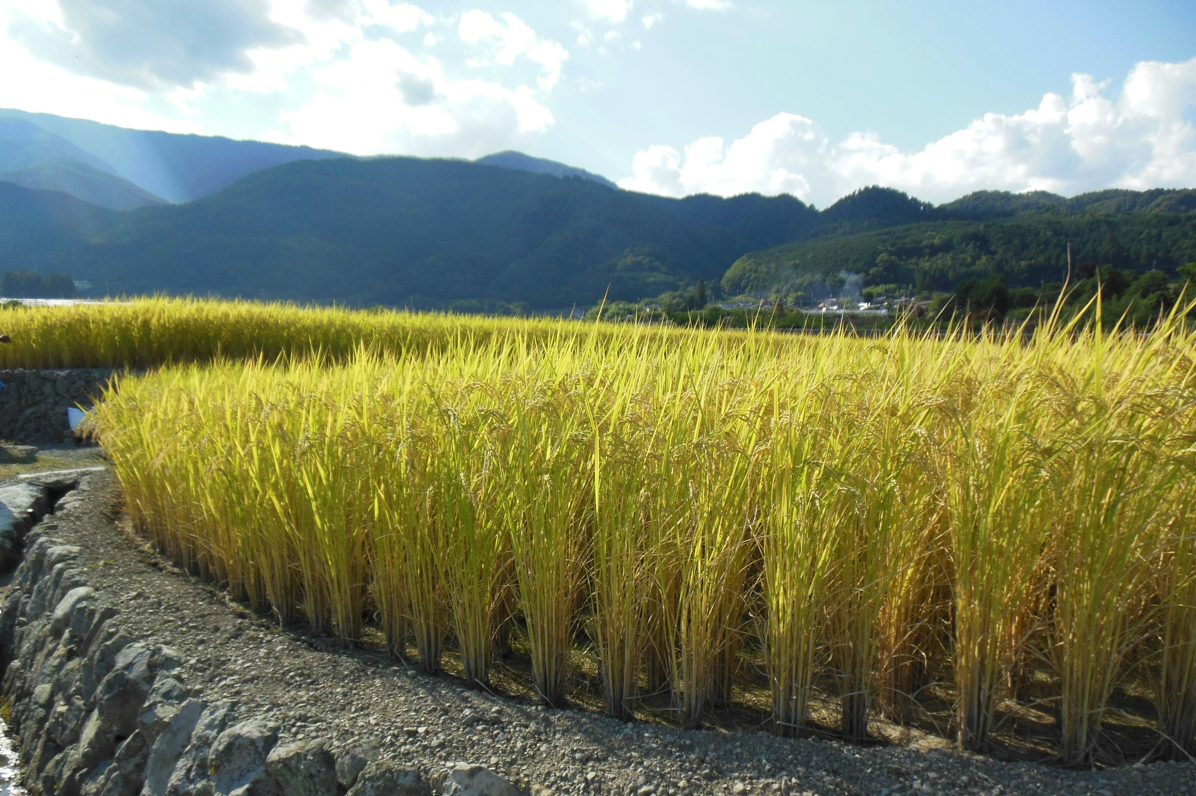 美しい山々を背景にした黄金色の稲穂が並ぶ田んぼの風景