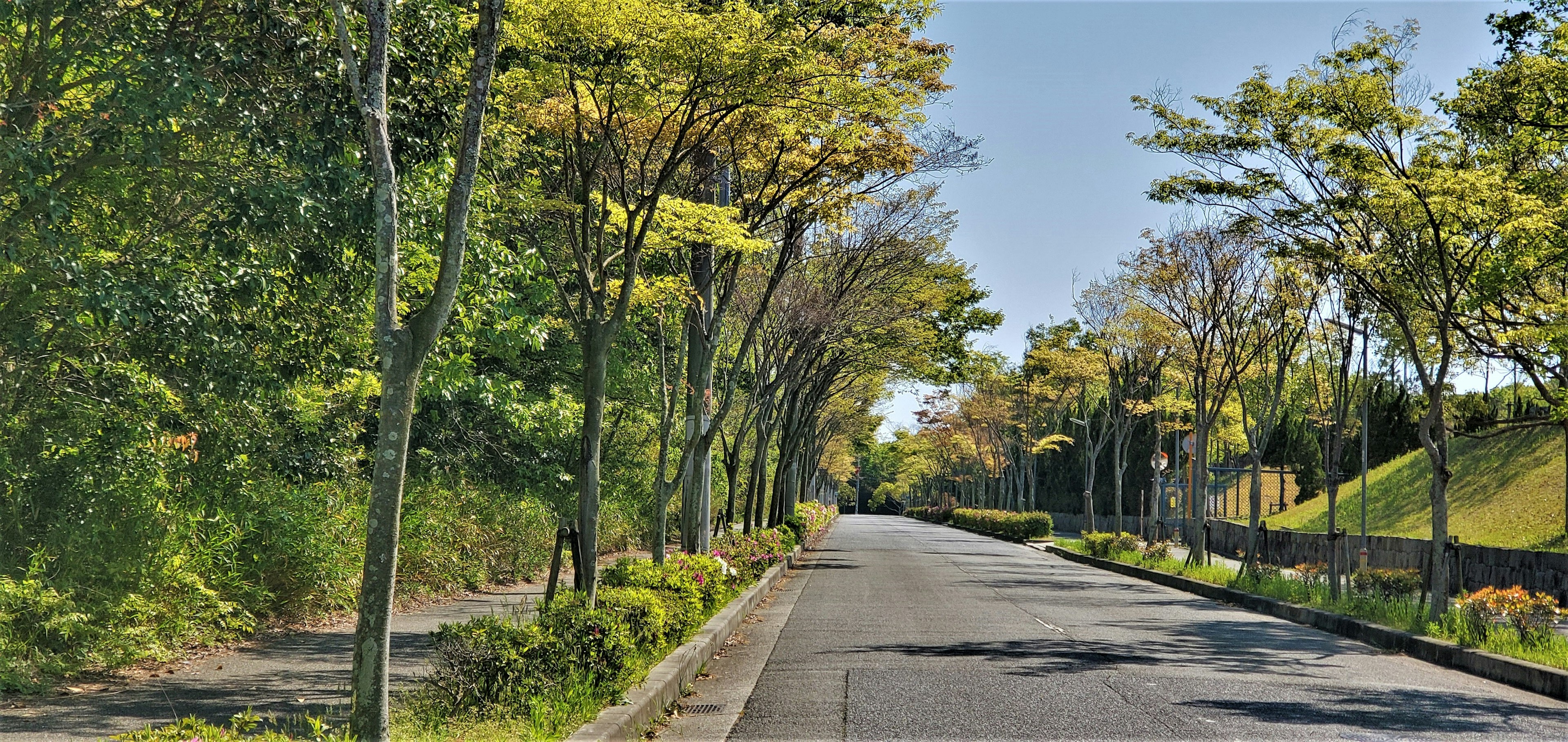 Route tranquille bordée d'arbres verts et ciel bleu clair