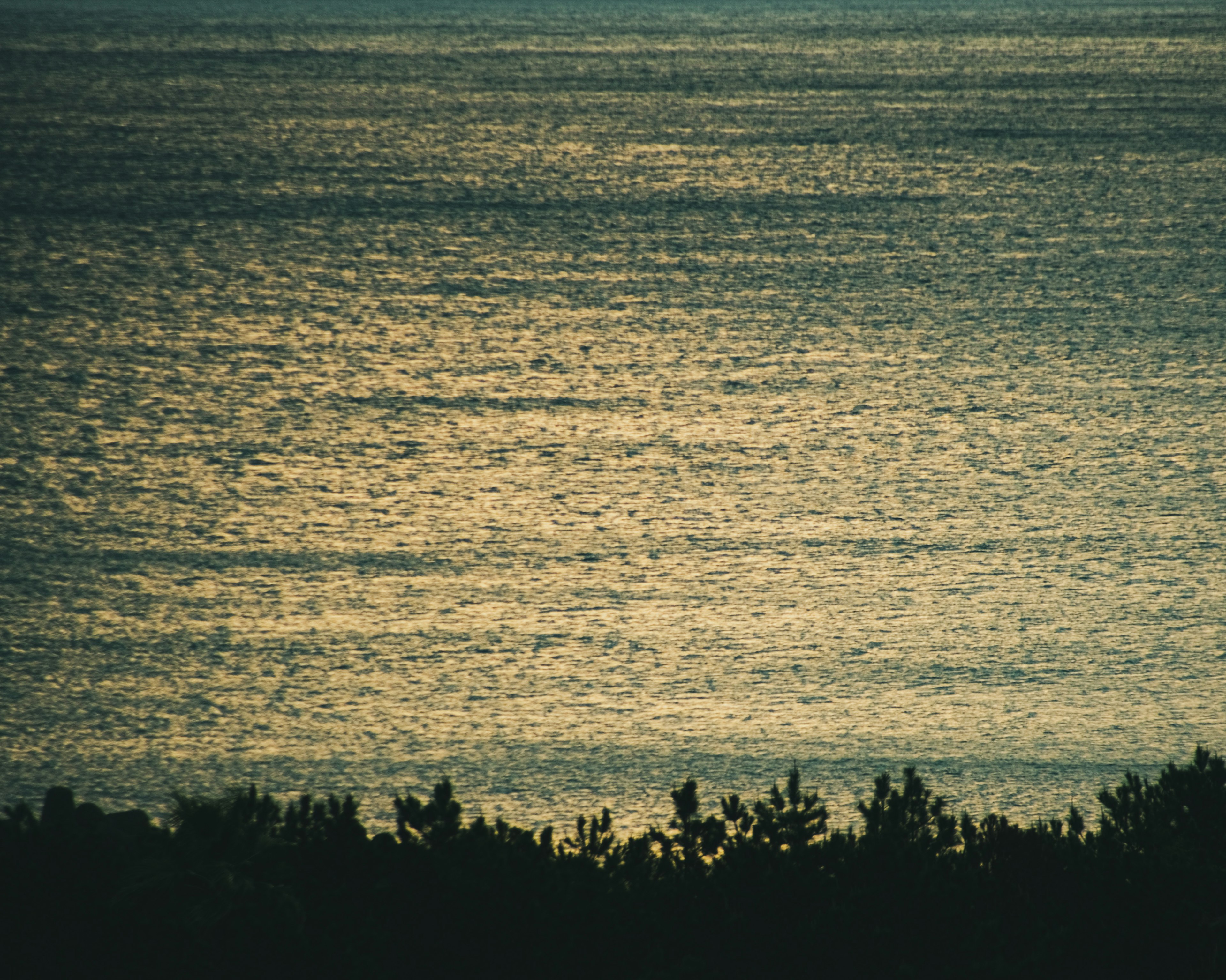 Calm sea surface reflecting light with silhouette of plants