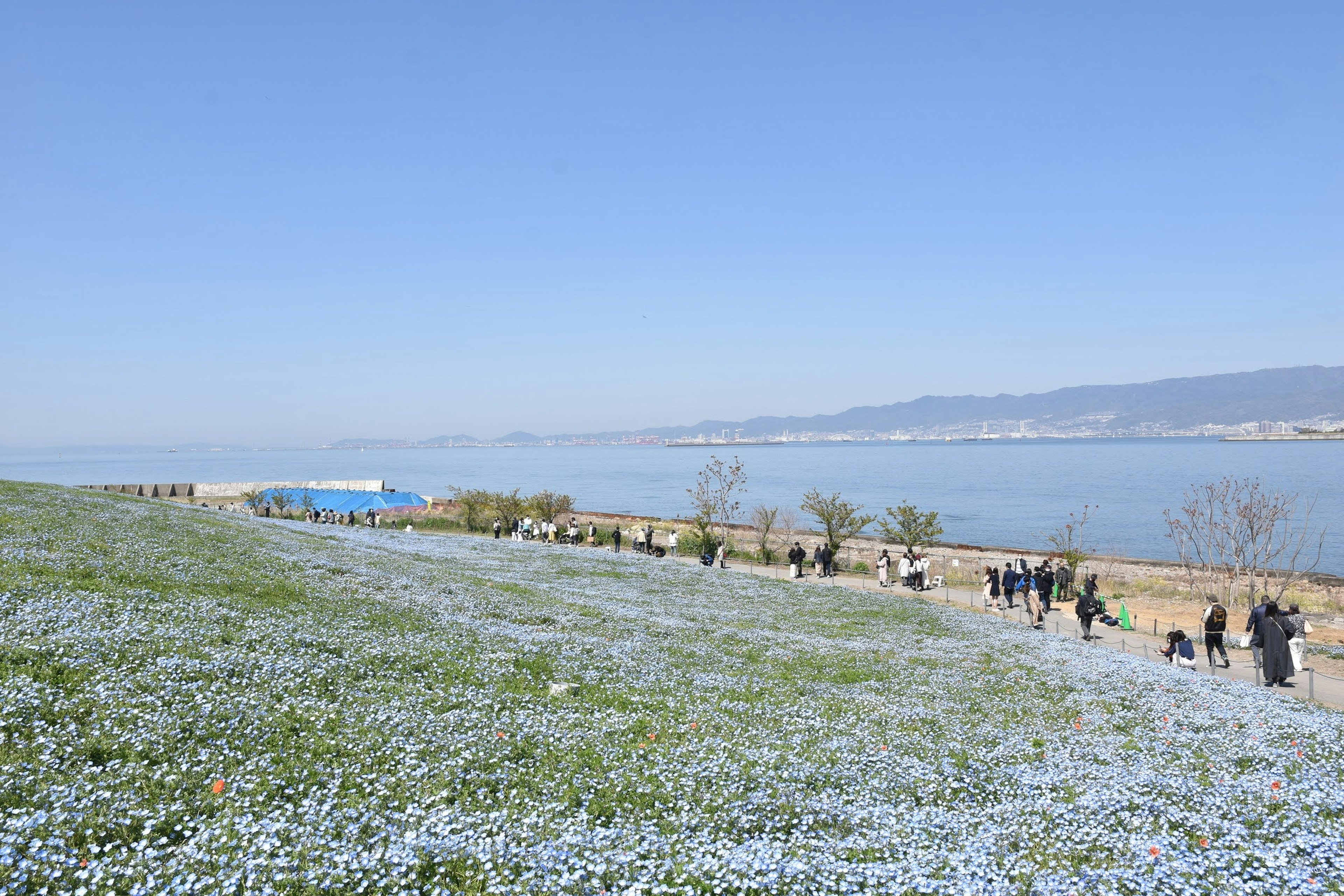 A scenic view of a field with blue flowers and people walking