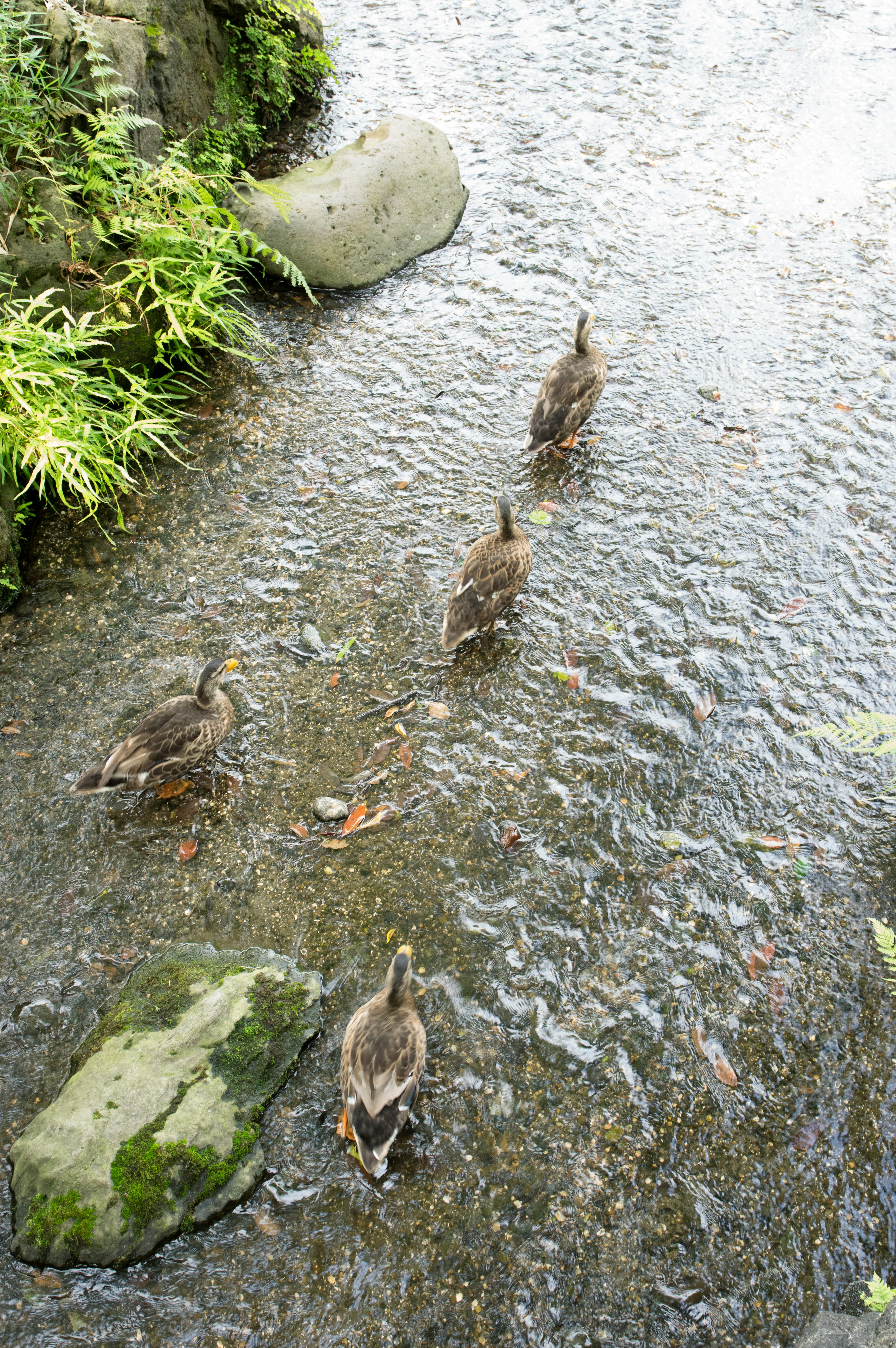 Bild von vier Enten, die in einem Bach schwimmen, aus der Vogelperspektive