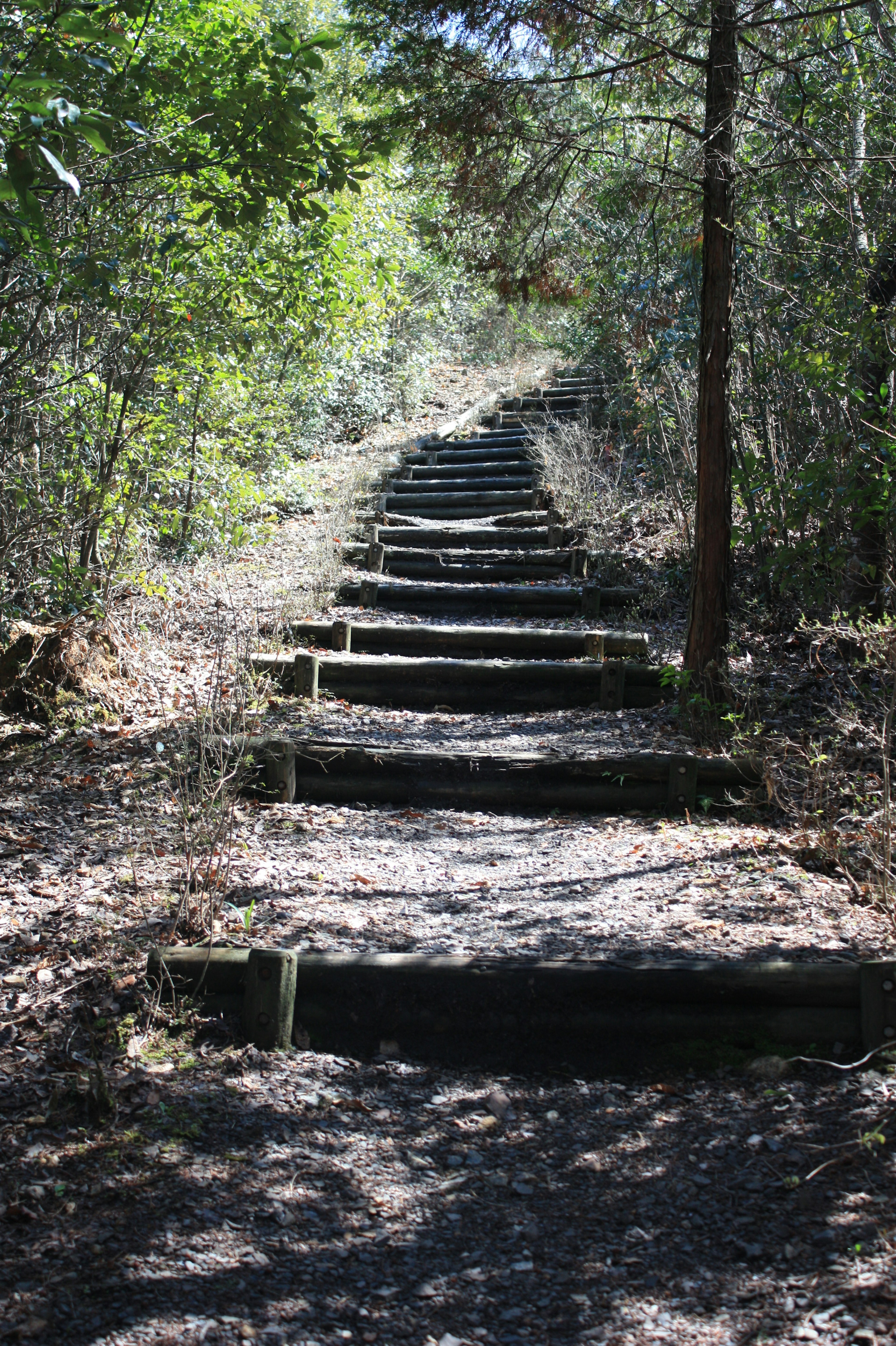 Wooden steps leading through a forested area