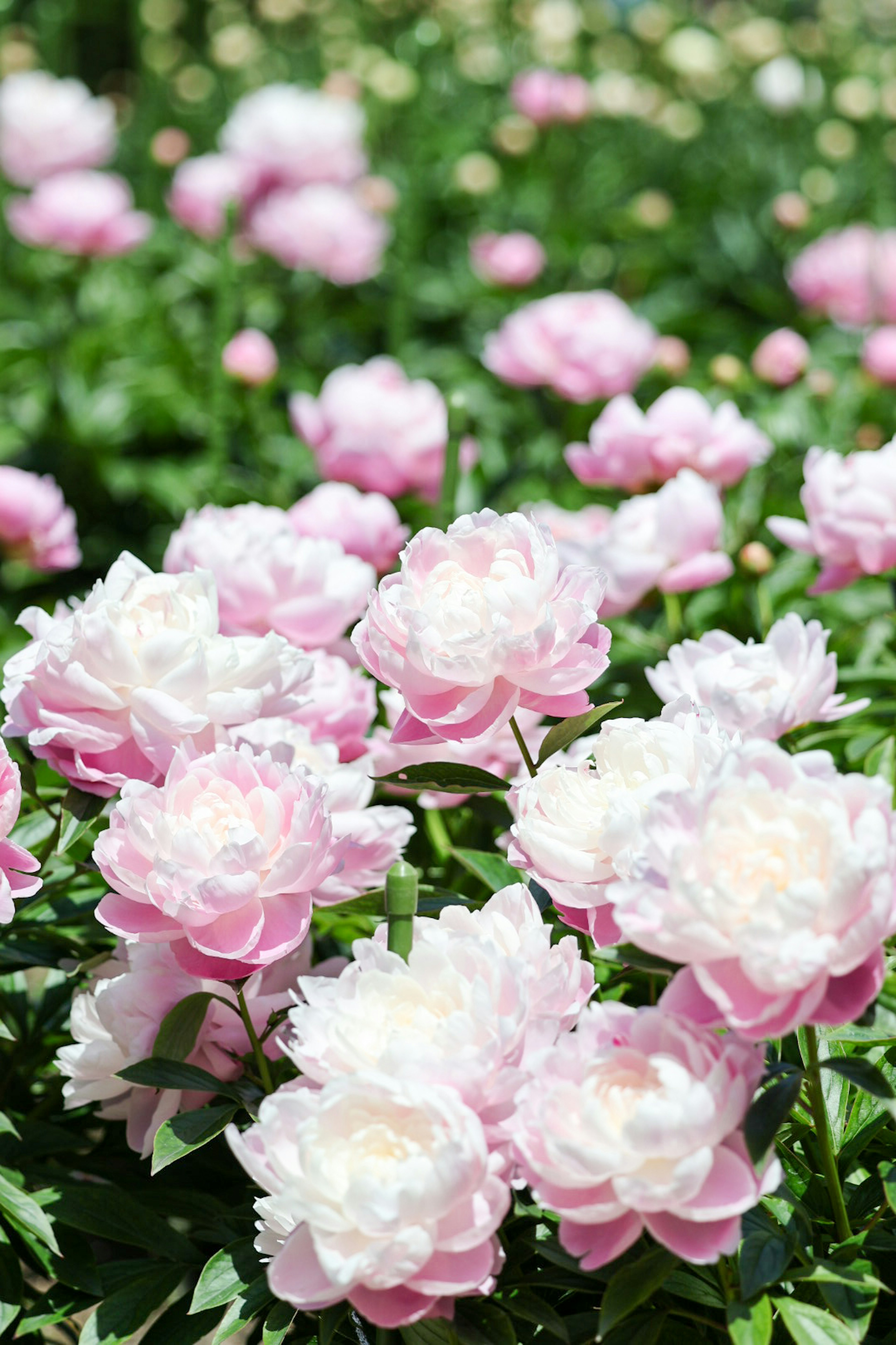 色とりどりのピオニーの花が咲き乱れる庭の風景