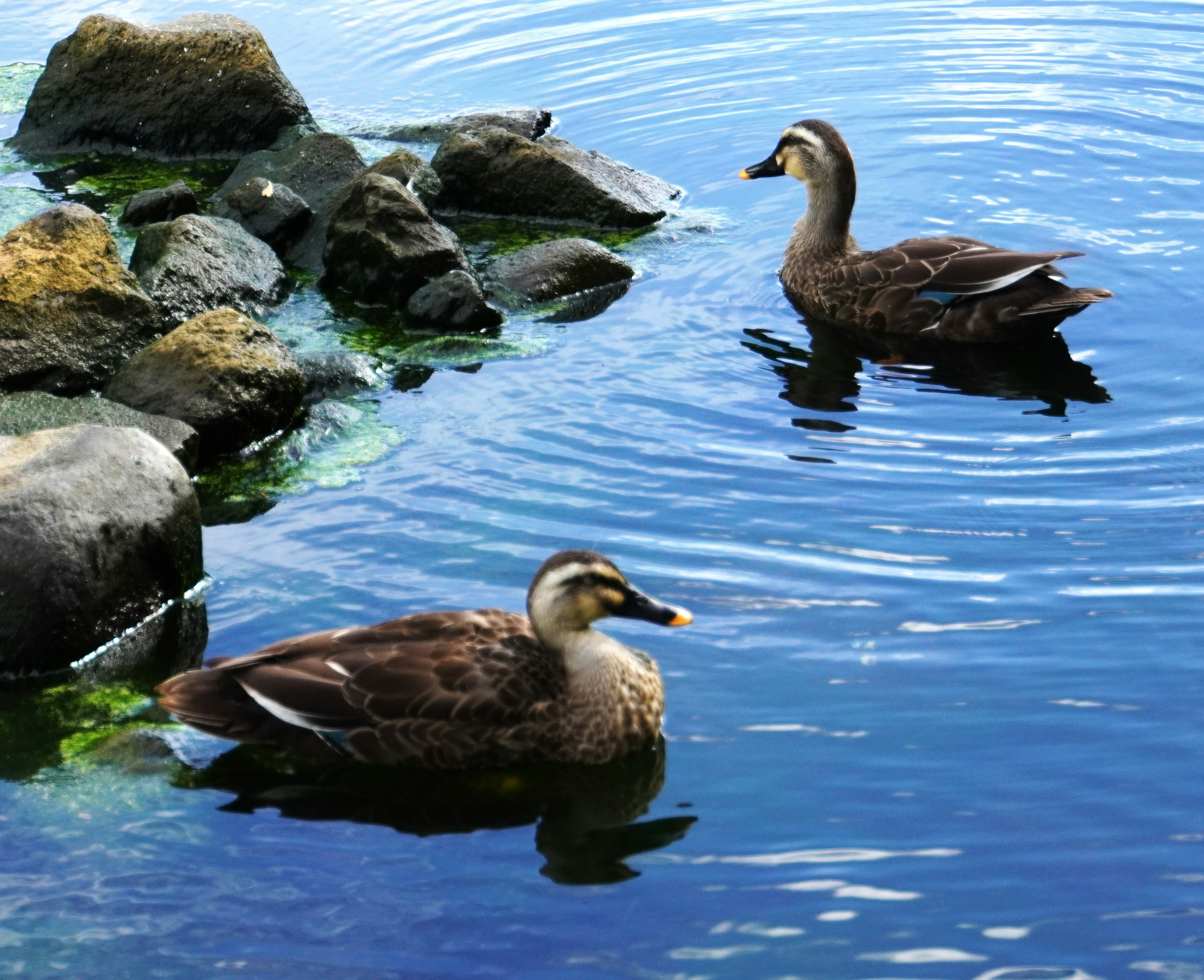 Two ducks swimming on the water surface near rocks