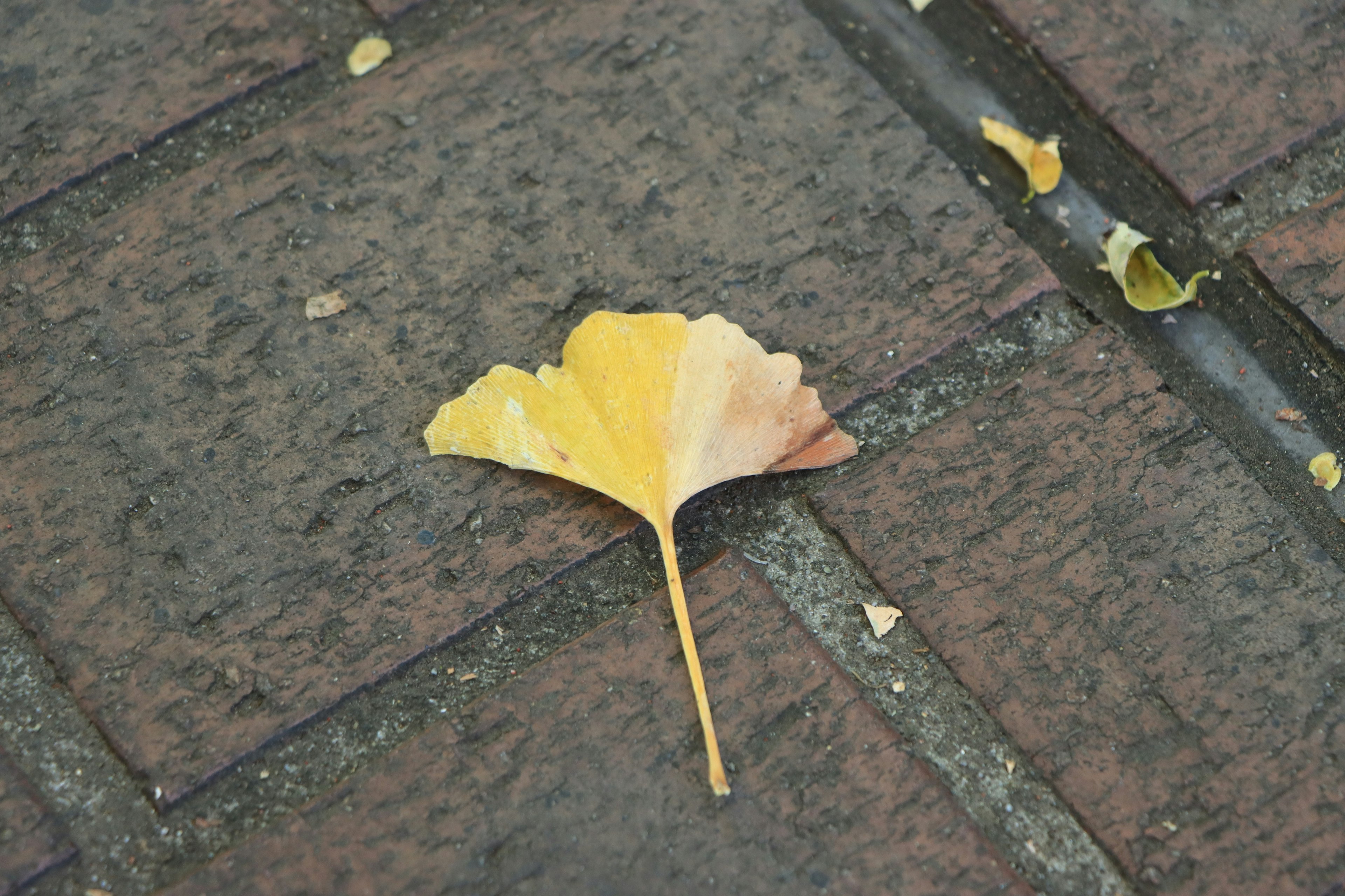 A yellow ginkgo leaf resting on a stone pavement