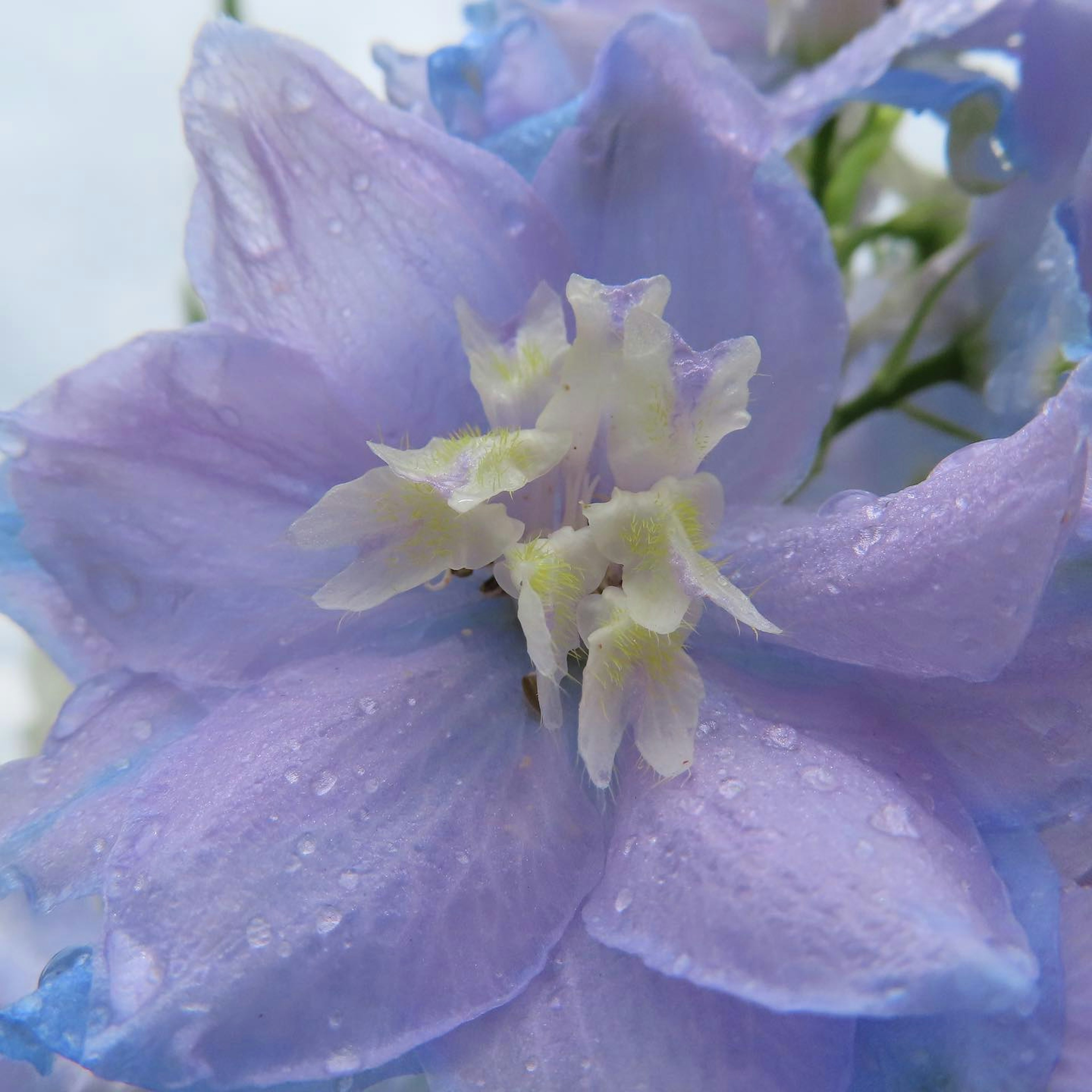 淡い青紫色の花びらに水滴がついている花のクローズアップ