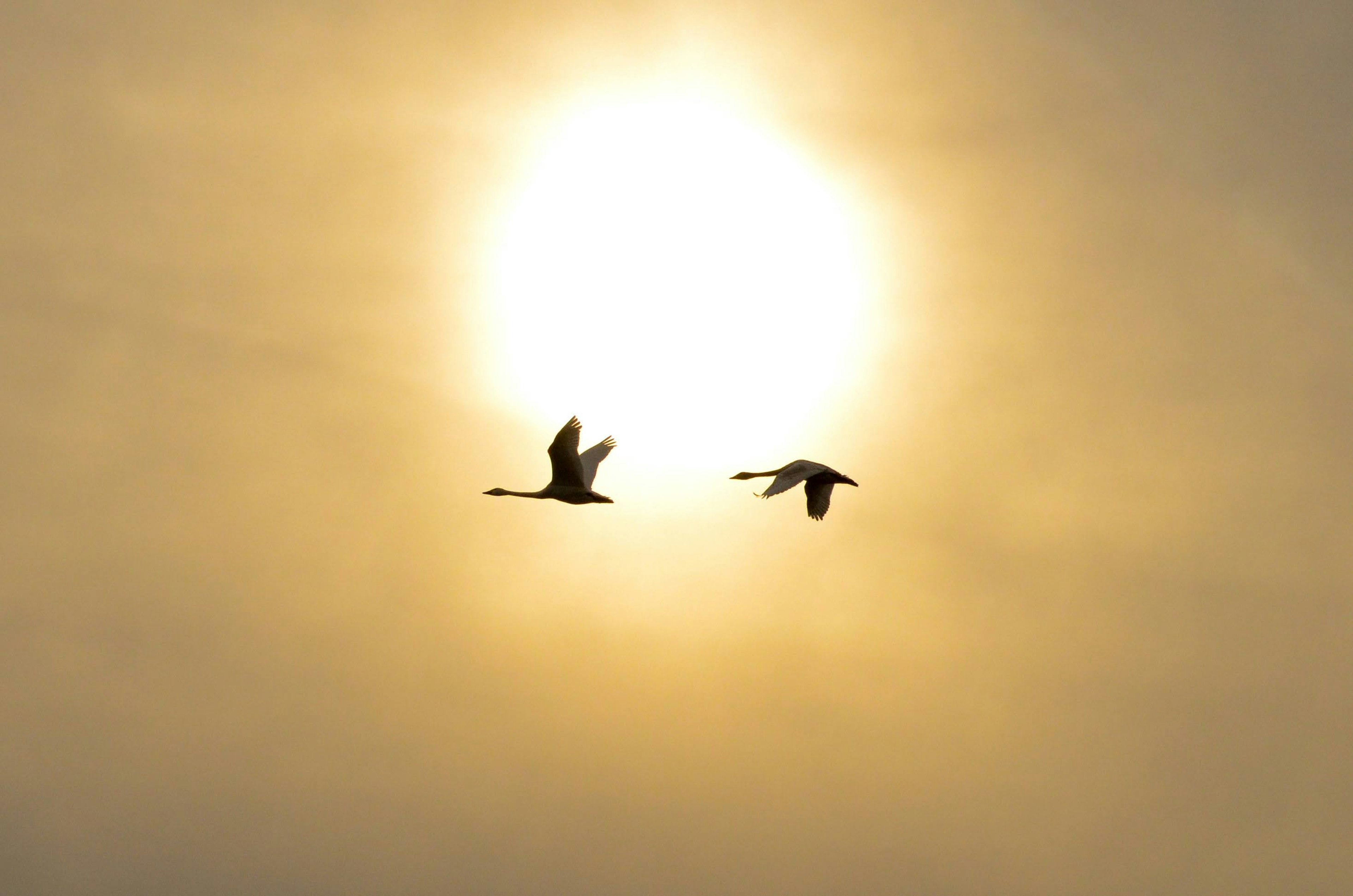 Two birds flying against the backdrop of a setting sun