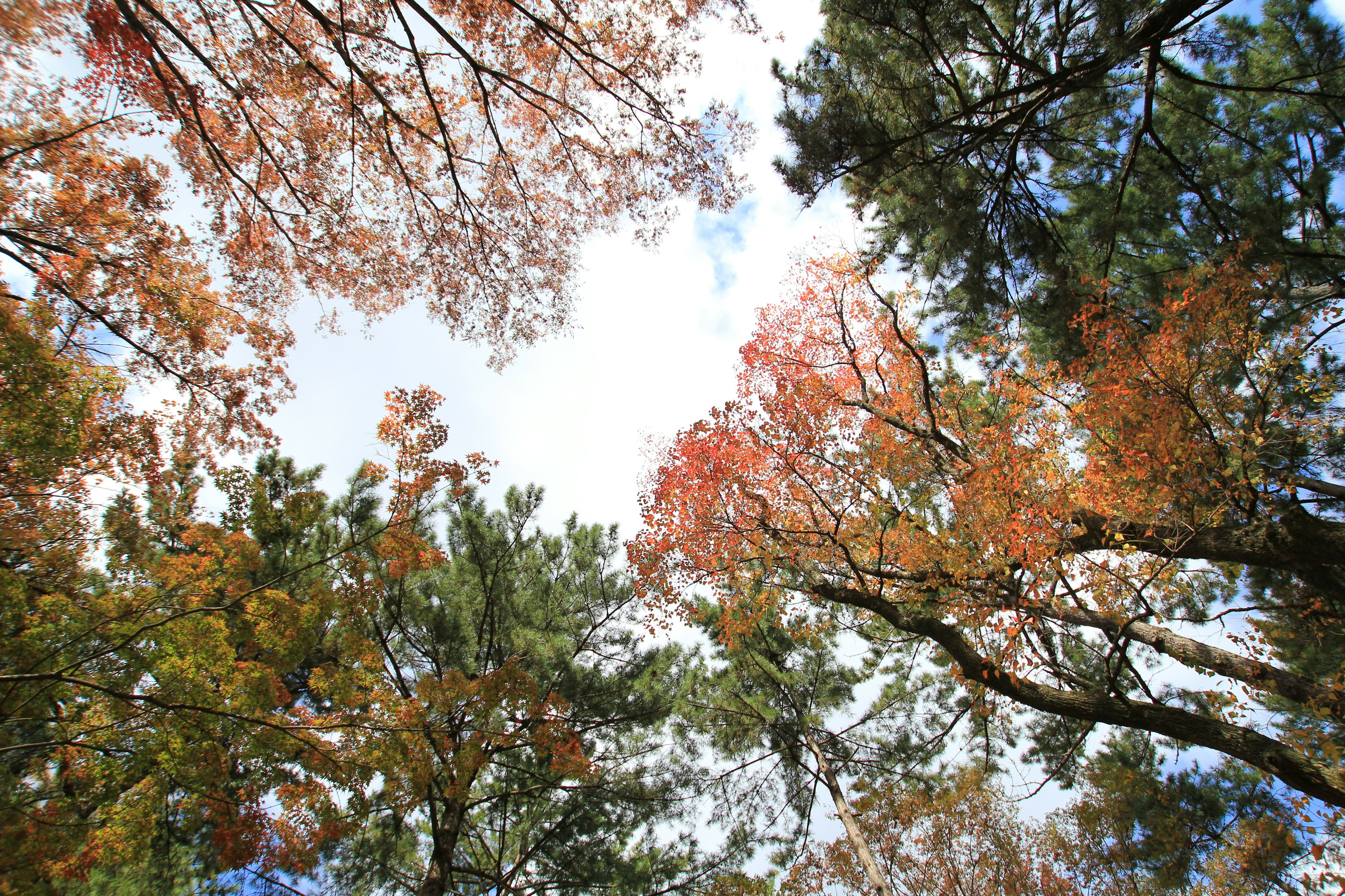 Beautiful view of autumn trees and blue sky