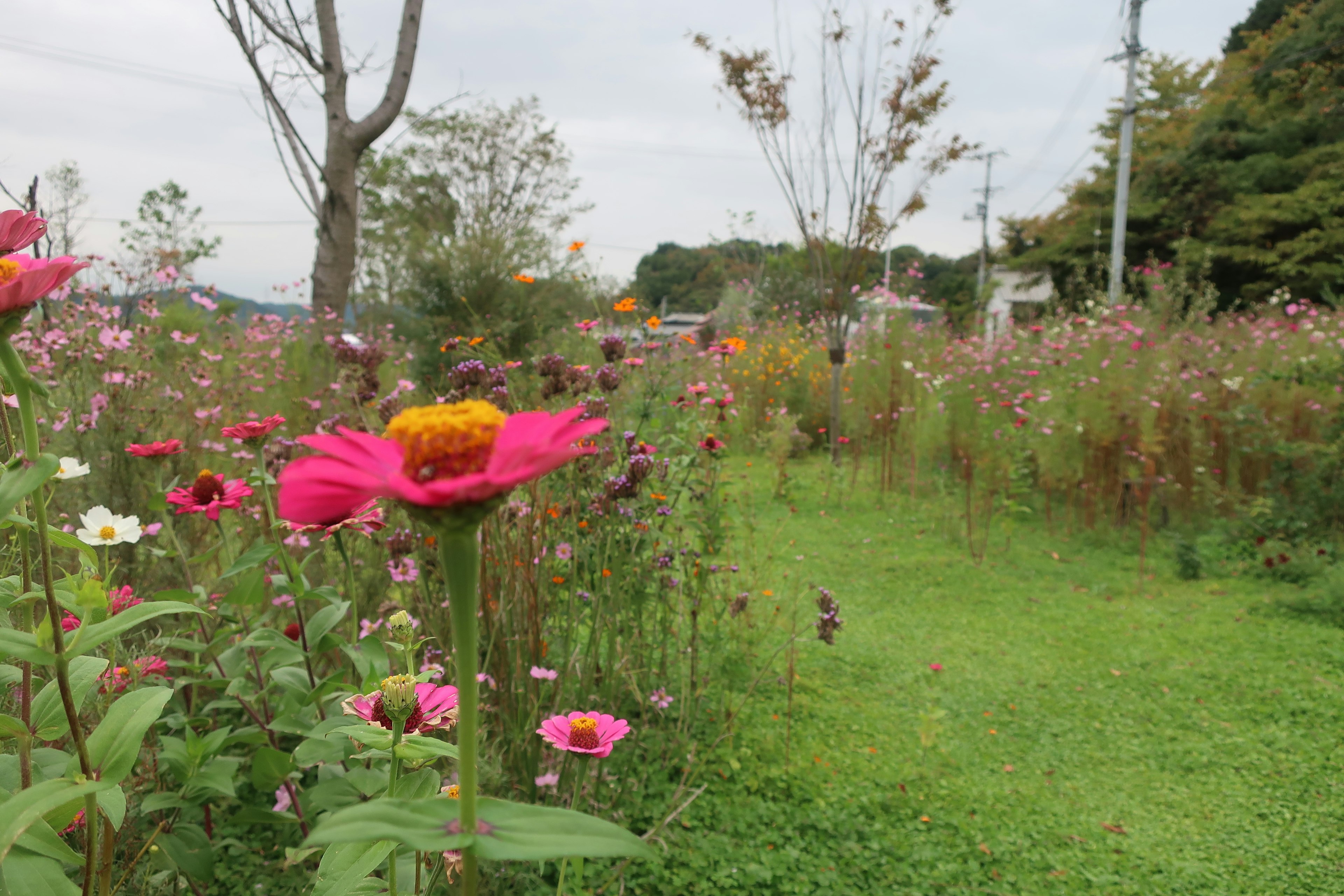 Escena de jardín con flores coloridas flor rosa en primer plano césped verde y árboles al fondo