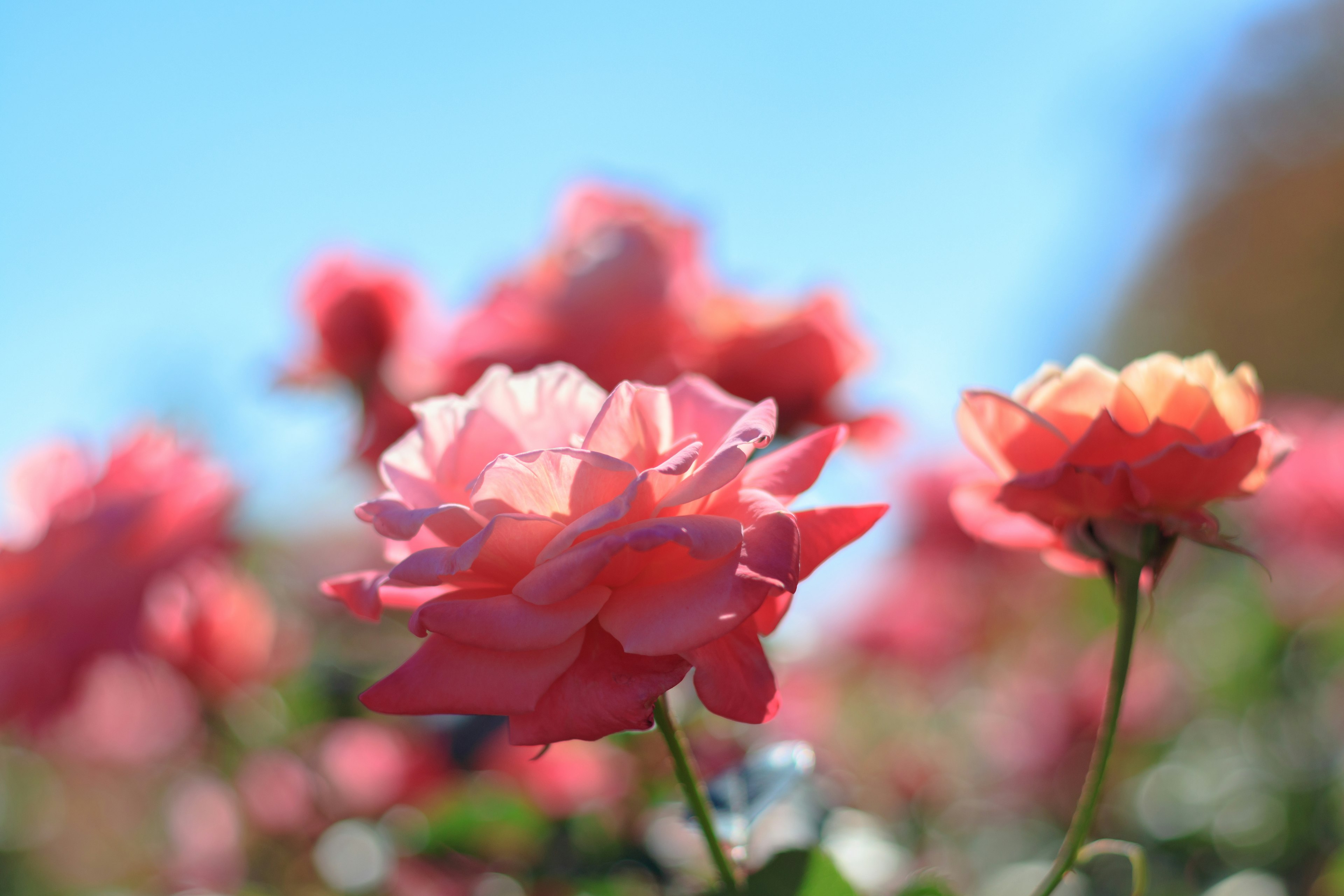 Pink roses blooming under a clear blue sky