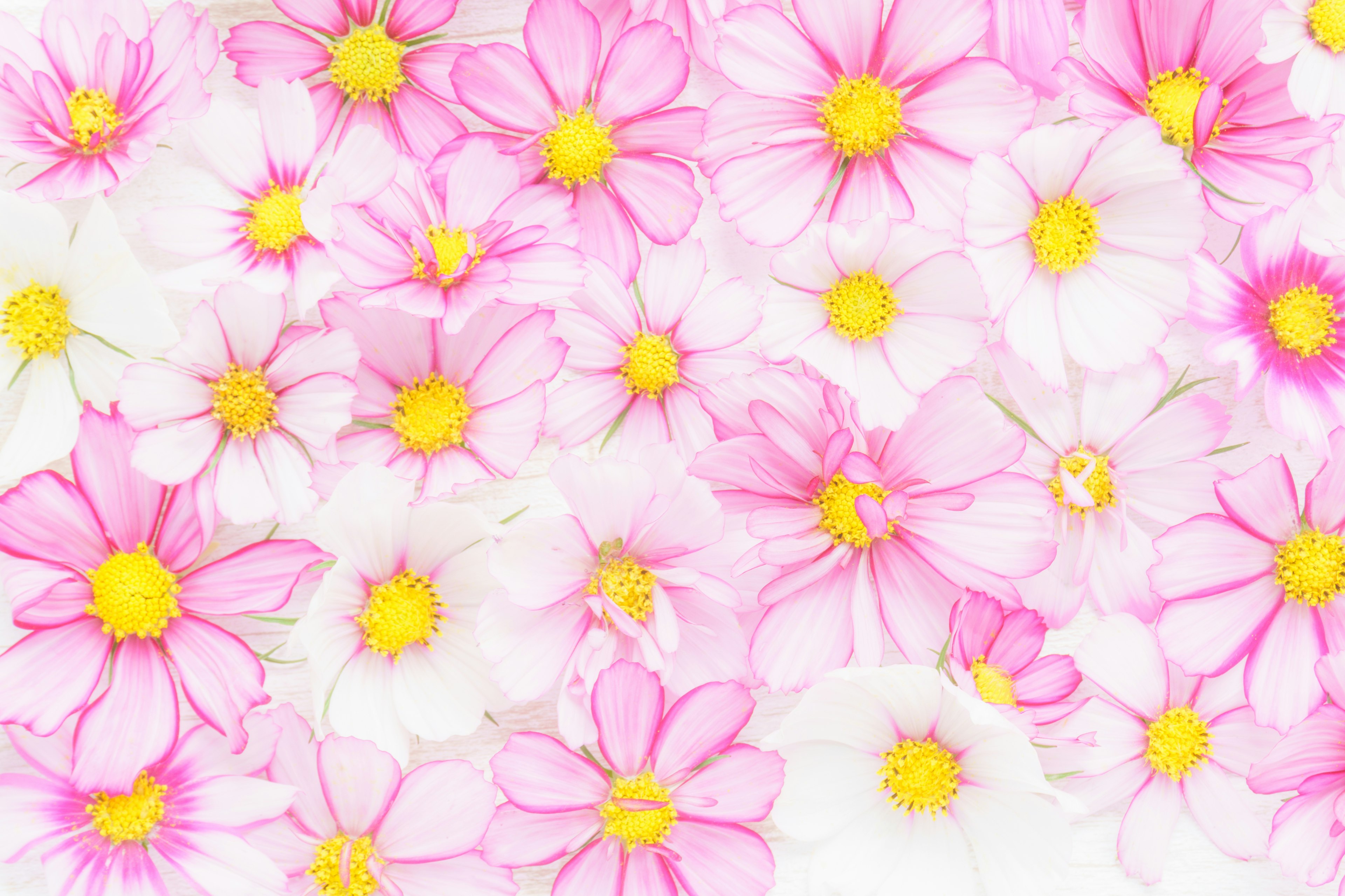 Background filled with white and pink flowers