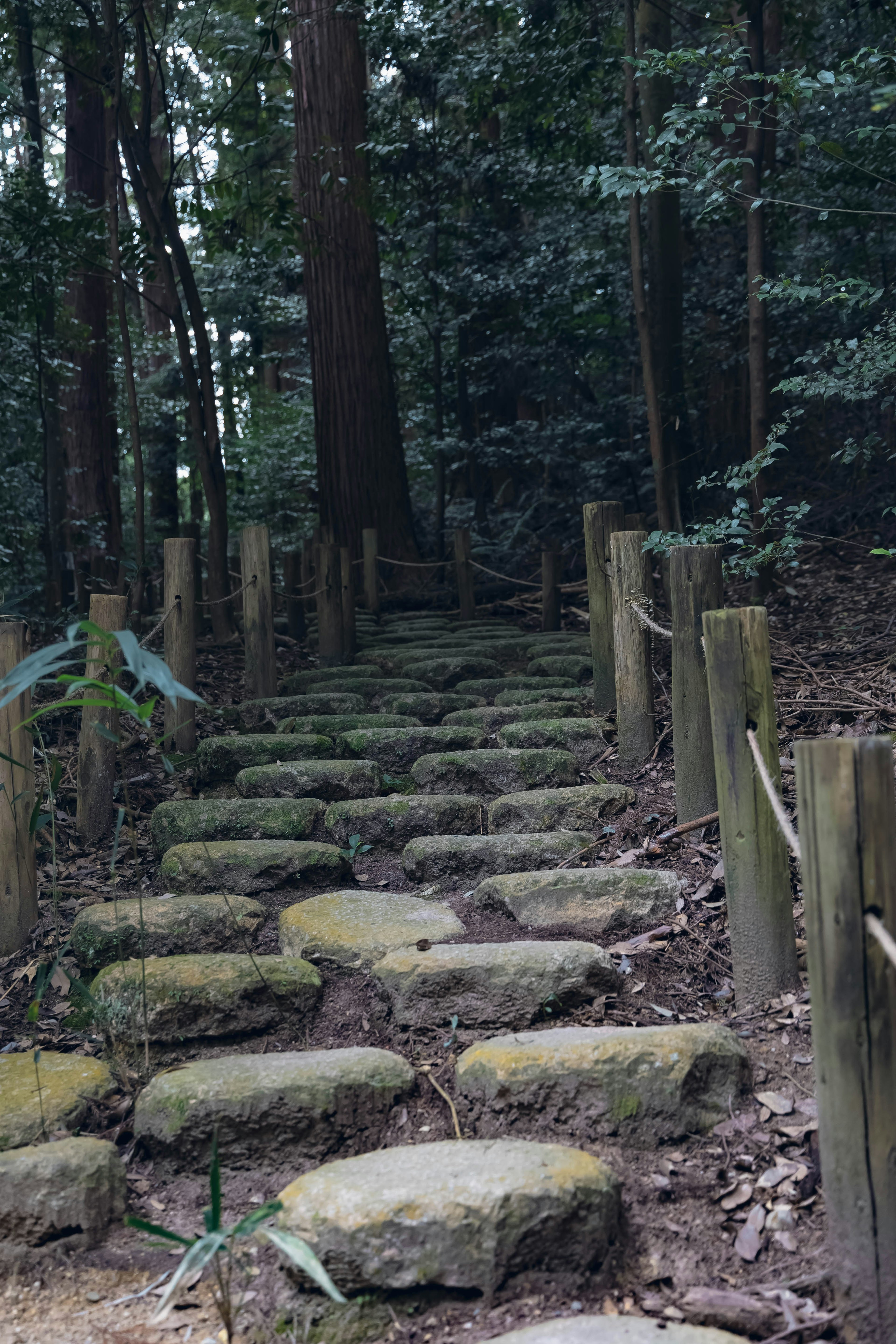 Stone steps lead through a forest path surrounded by green trees