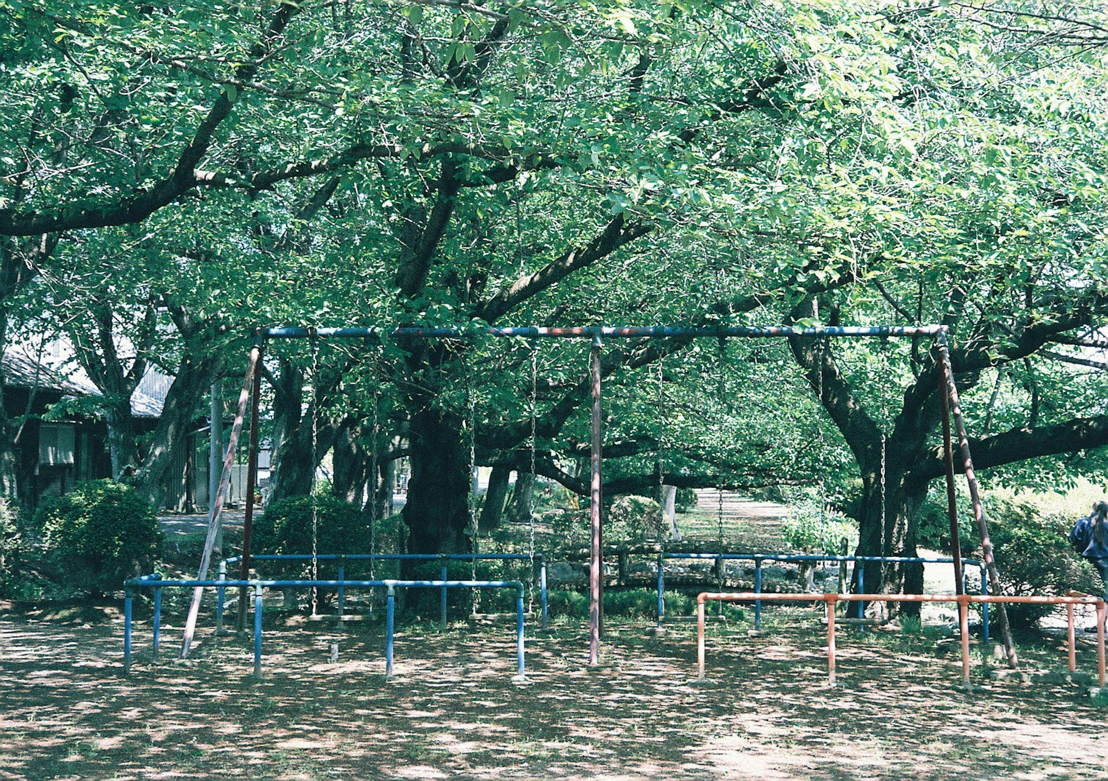 Parkszene mit blauen und orangefarbenen Schaukeln unter großen Bäumen