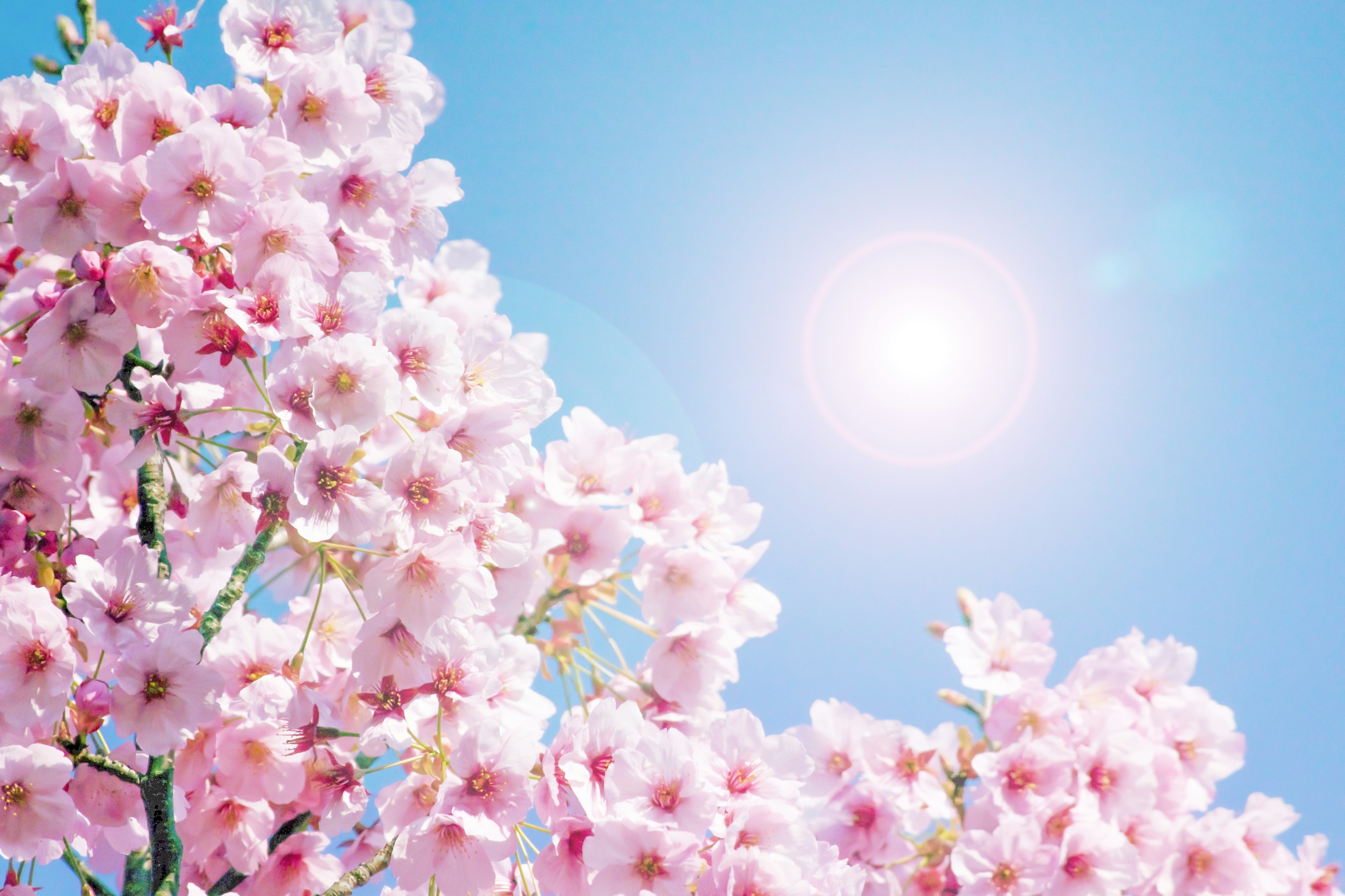 Fleurs de cerisier en fleurs sous un ciel bleu clair avec un soleil brillant