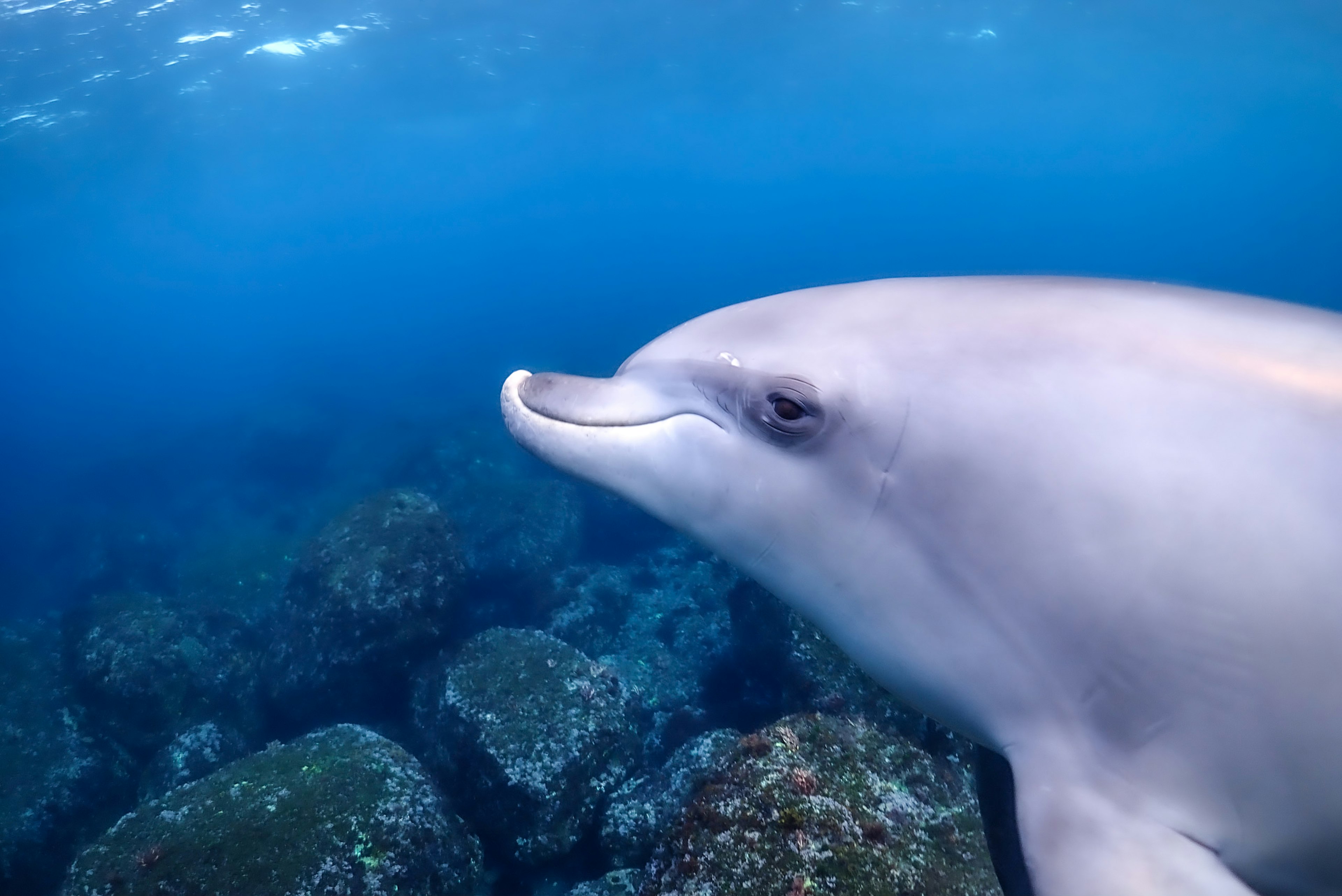 Nahaufnahme eines lächelnden Delfins in der Nähe von Unterwasserfelsen