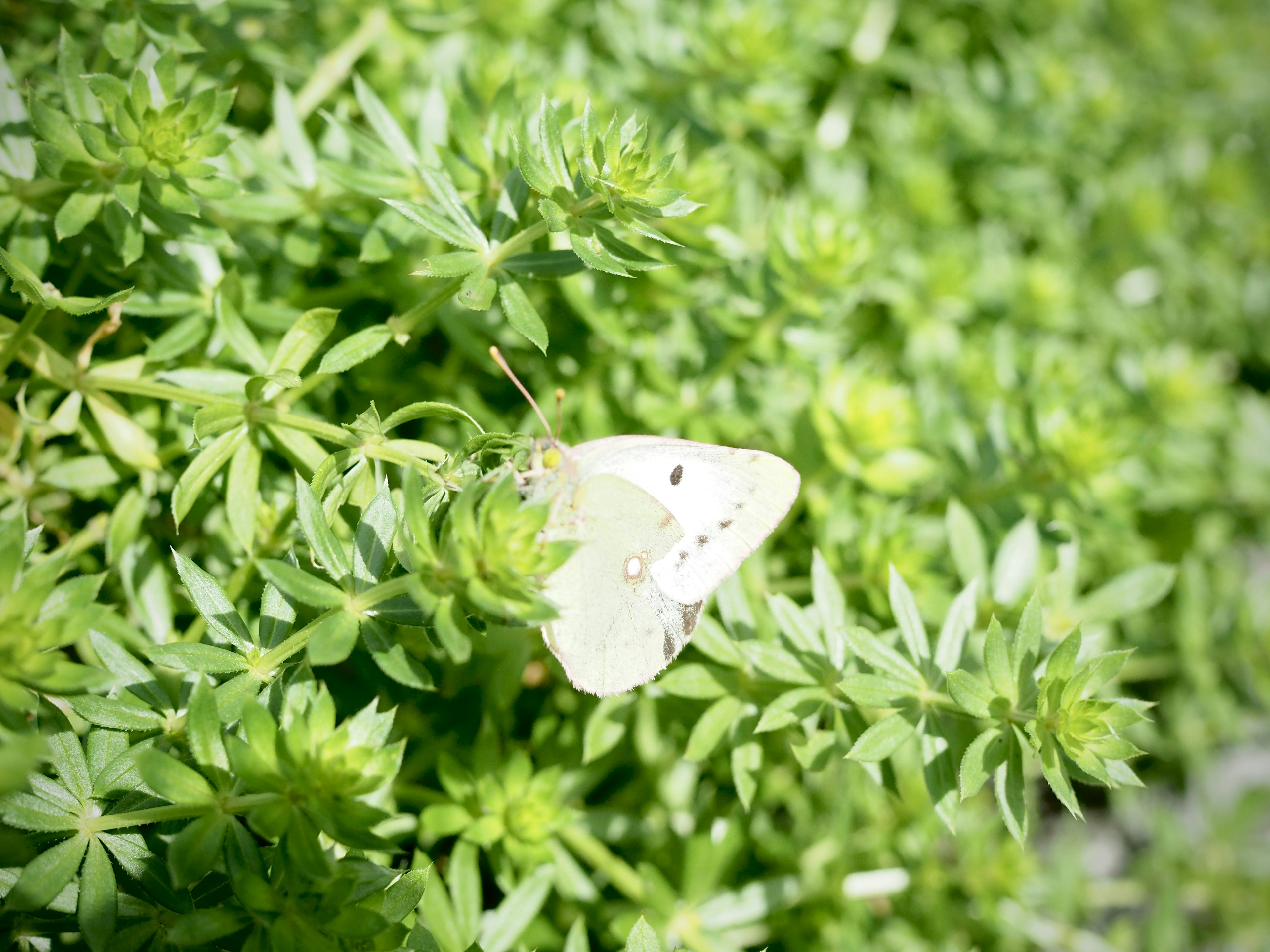 A white butterfly resting on green foliage