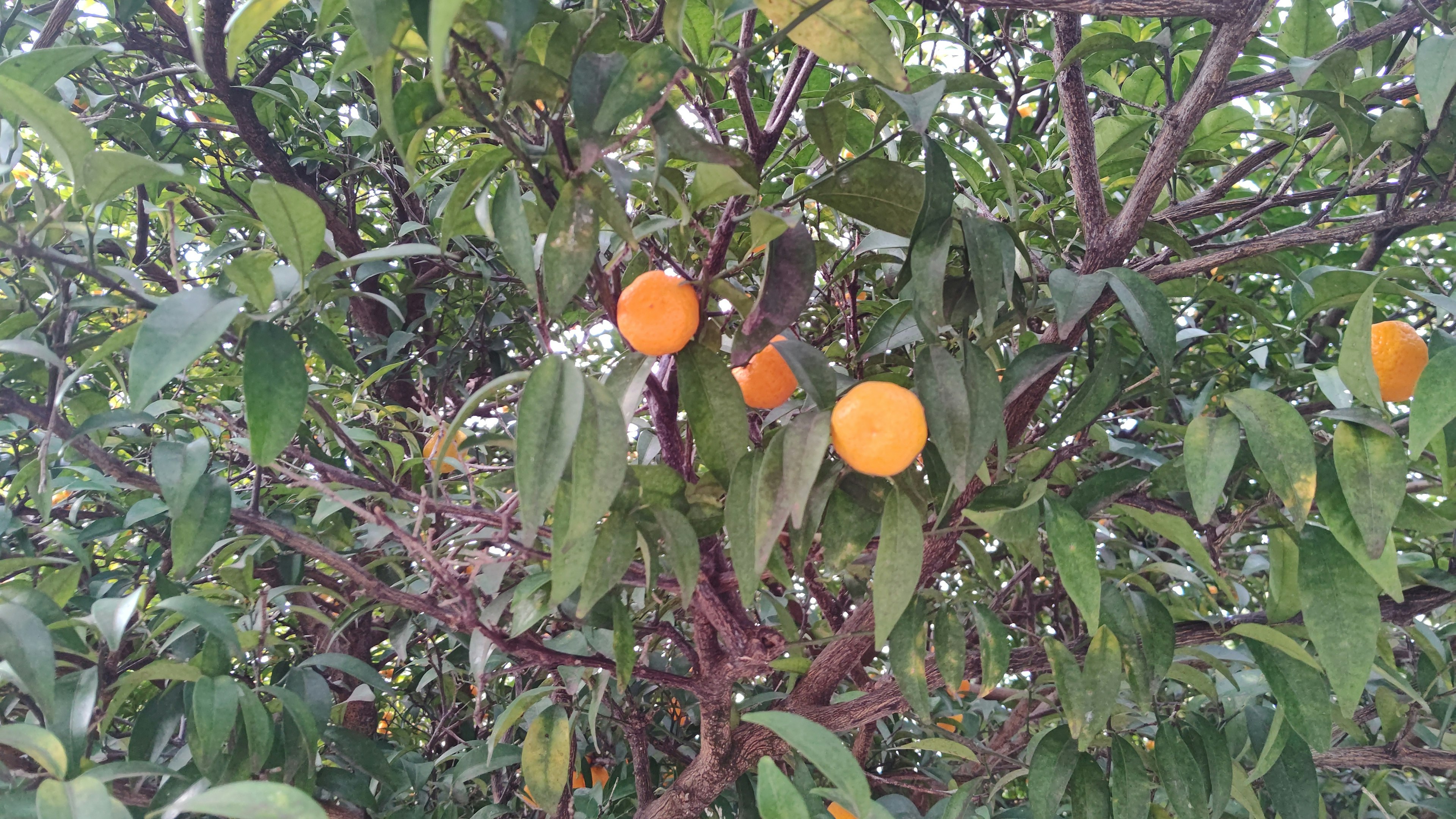 Äste eines Baumes mit orangefarbenen Früchten und grünen Blättern