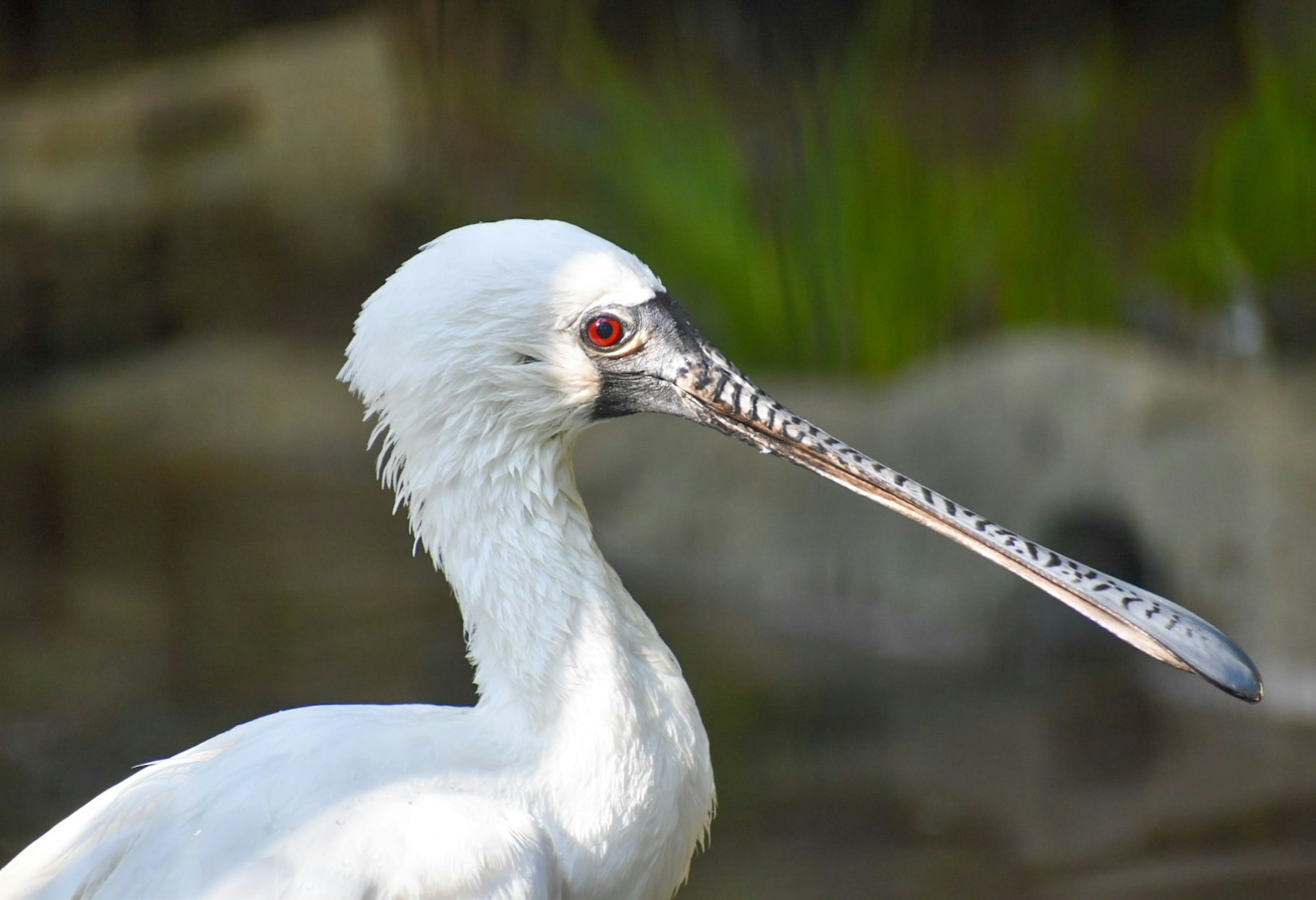 Profil eines weißen Vogels mit langem Schnabel und roten Augen