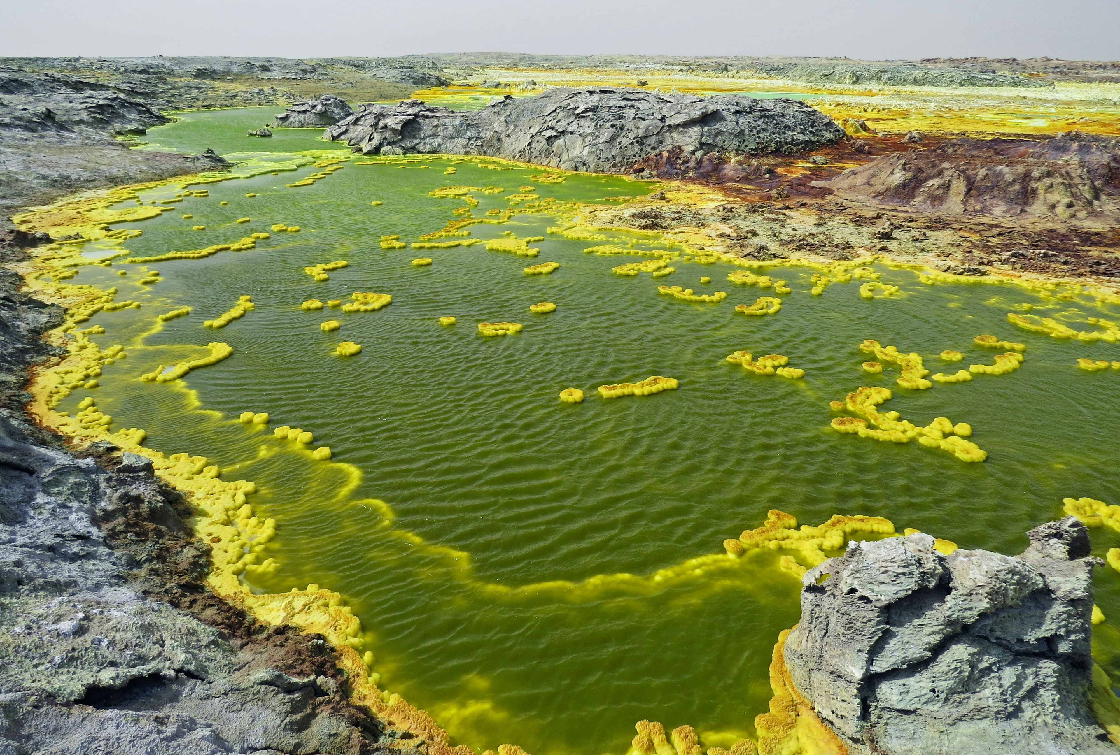 Paesaggio con superficie d'acqua verde e alghe gialle