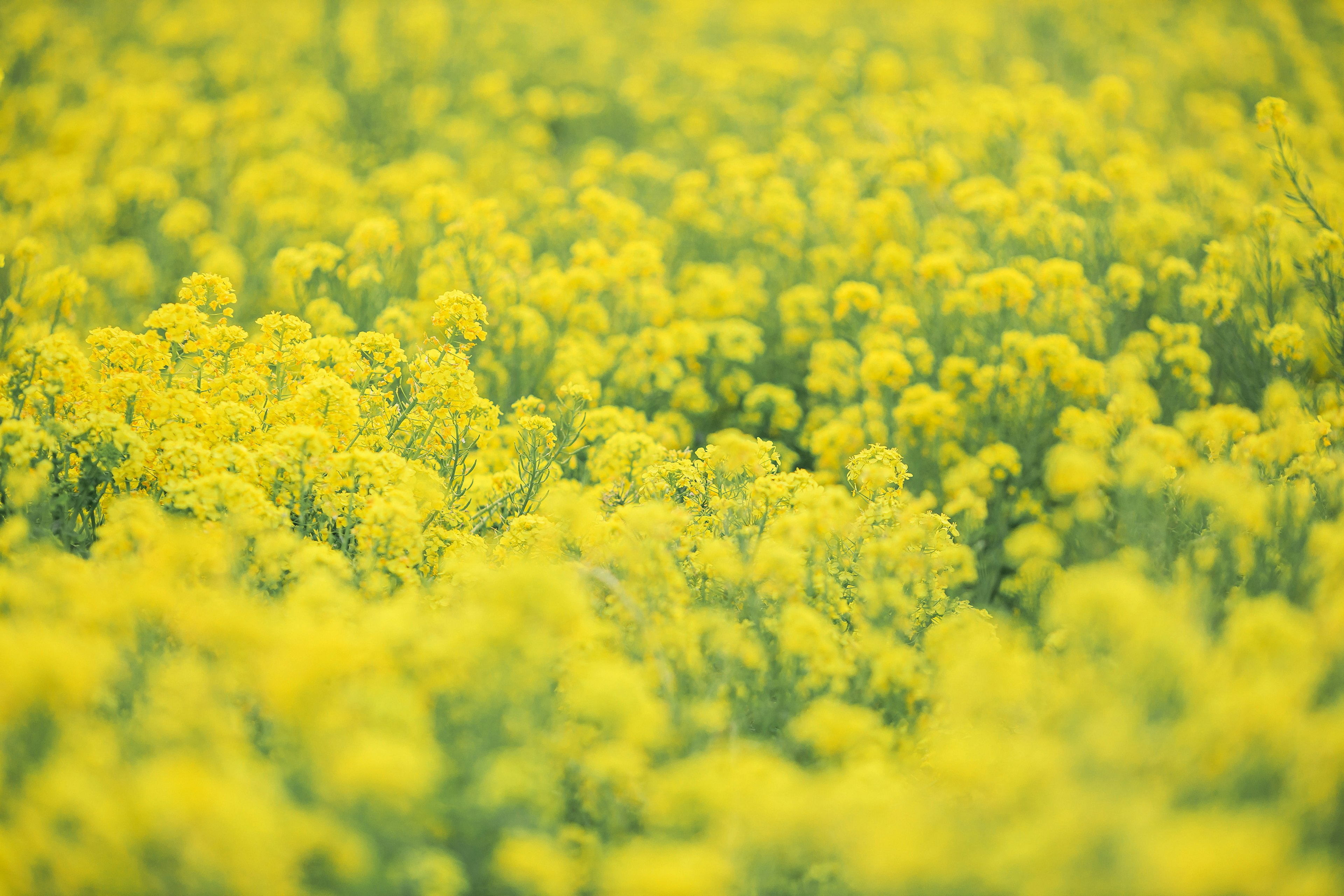 Champ vaste de fleurs jaunes en fleurs