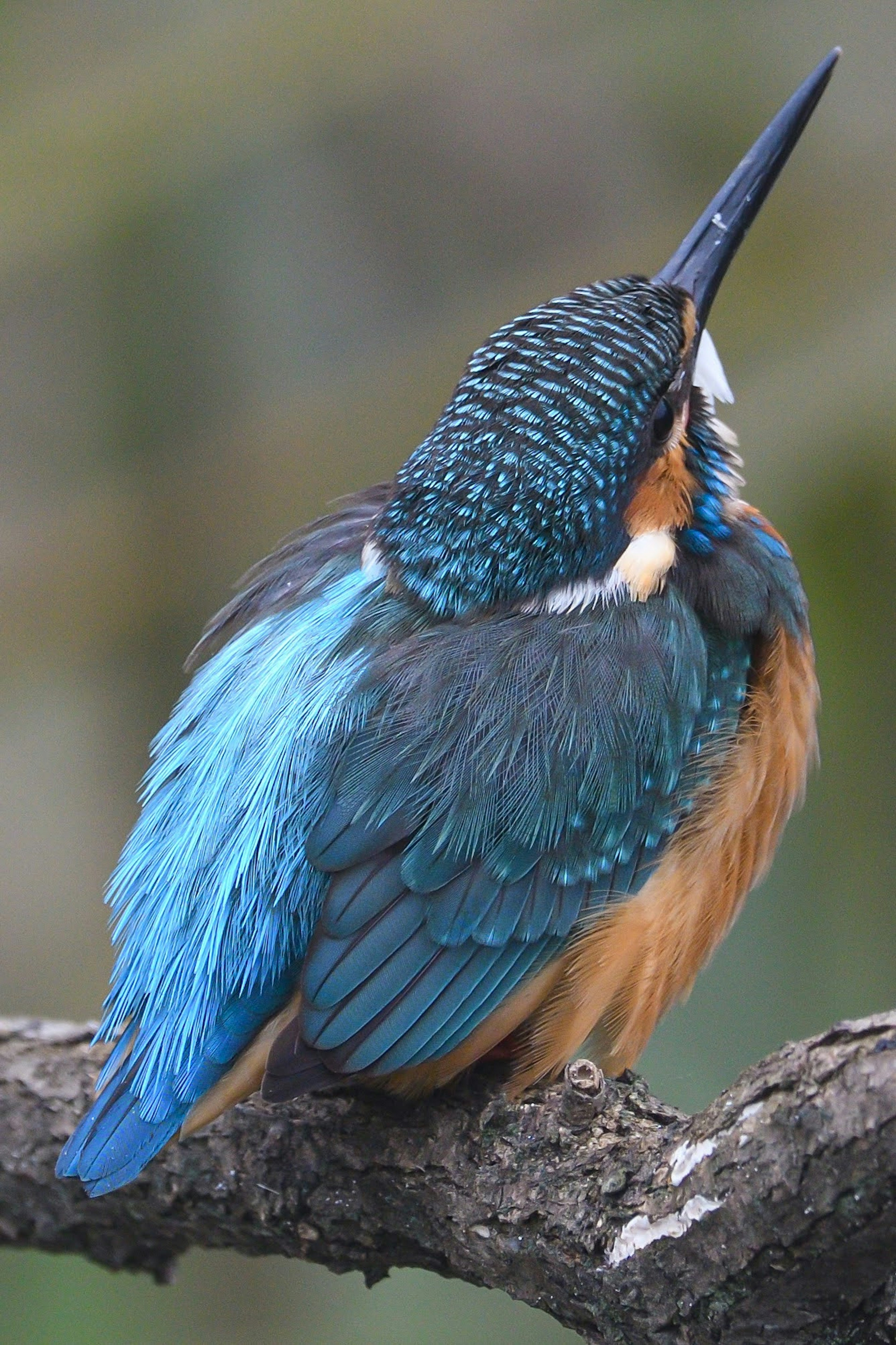 A colorful kingfisher perched on a branch with vibrant blue feathers