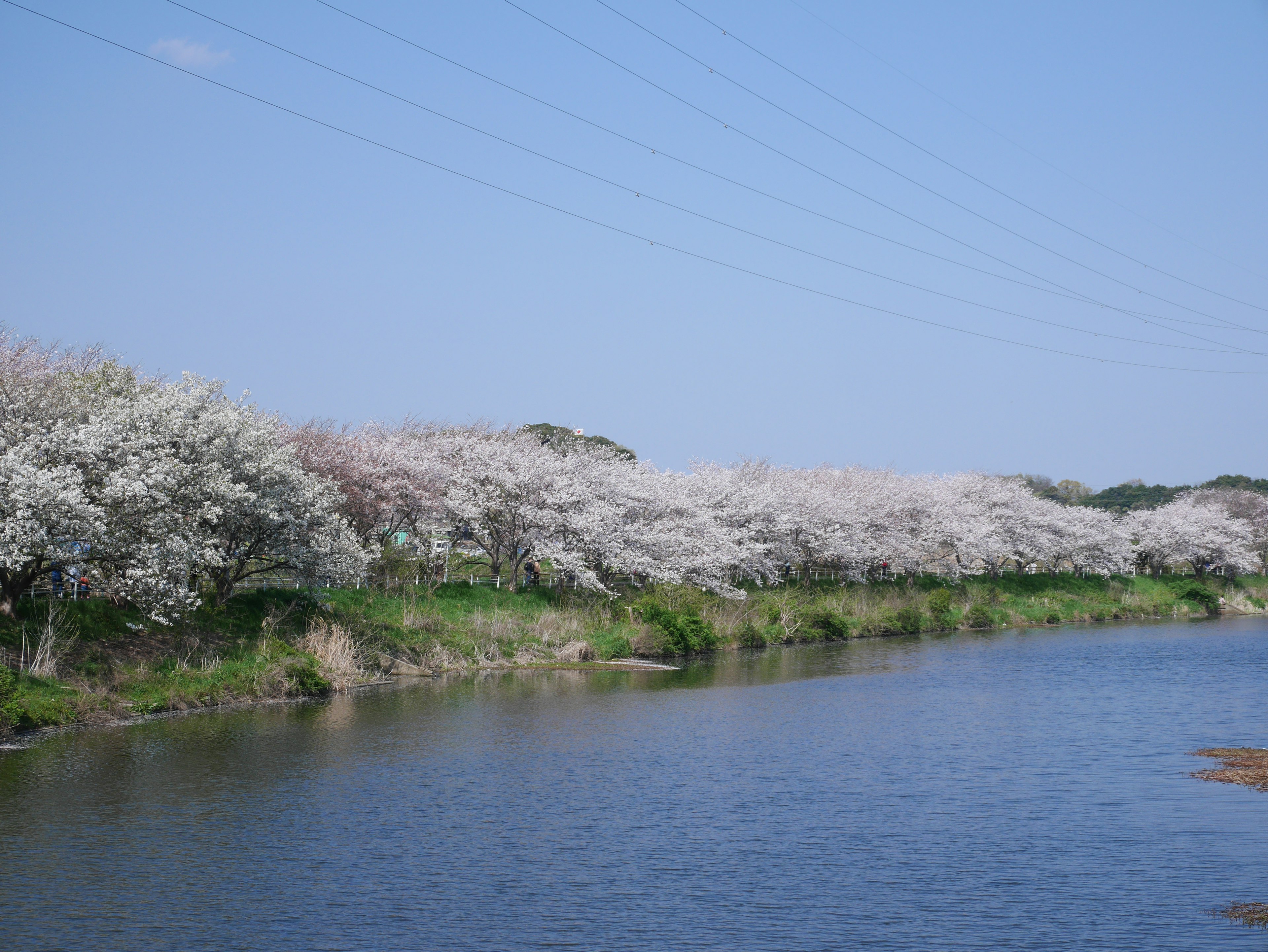 Cherry blossom trees in full bloom along a calm river under a blue sky