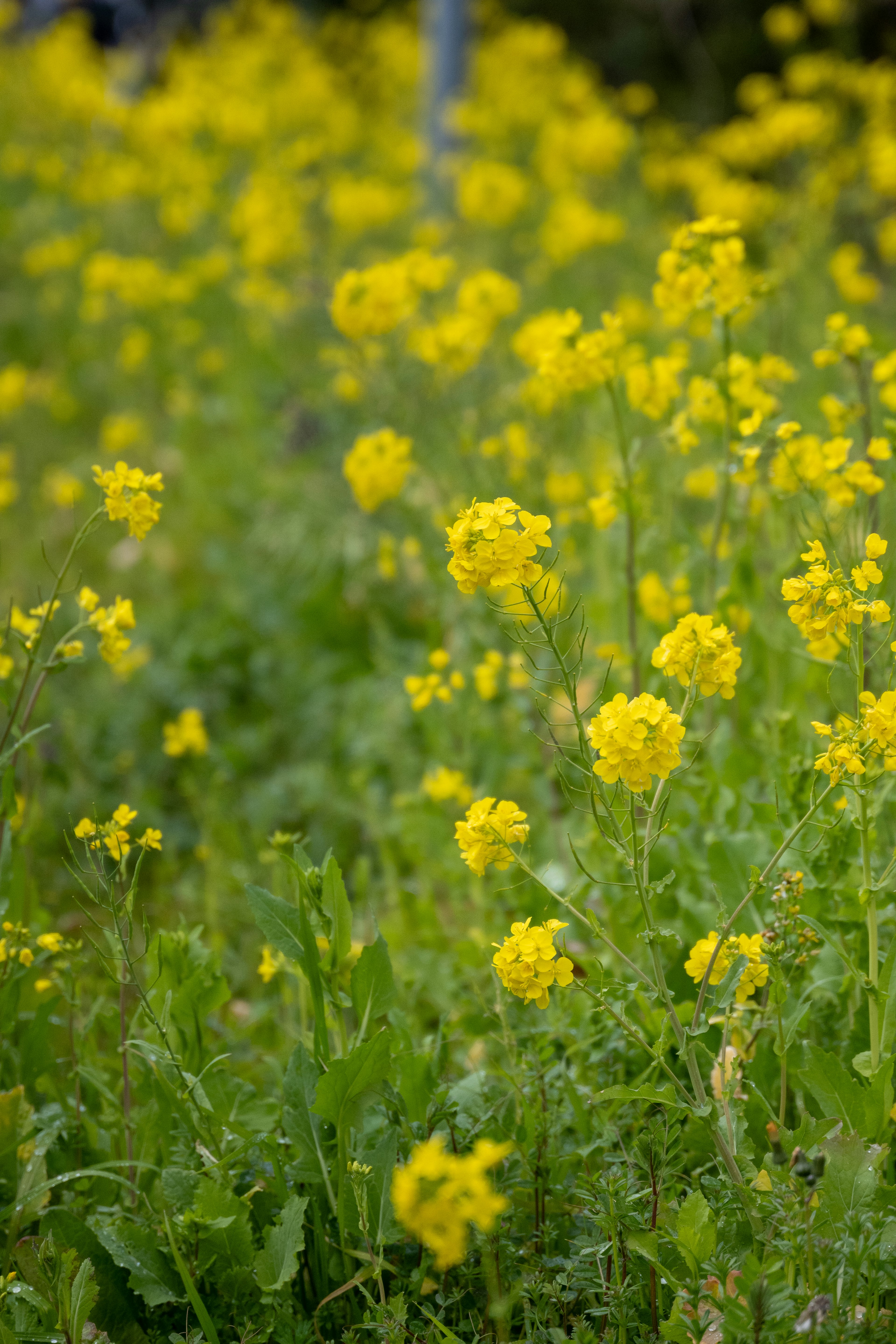 Ein Feld mit lebhaften gelben Blumen in voller Blüte