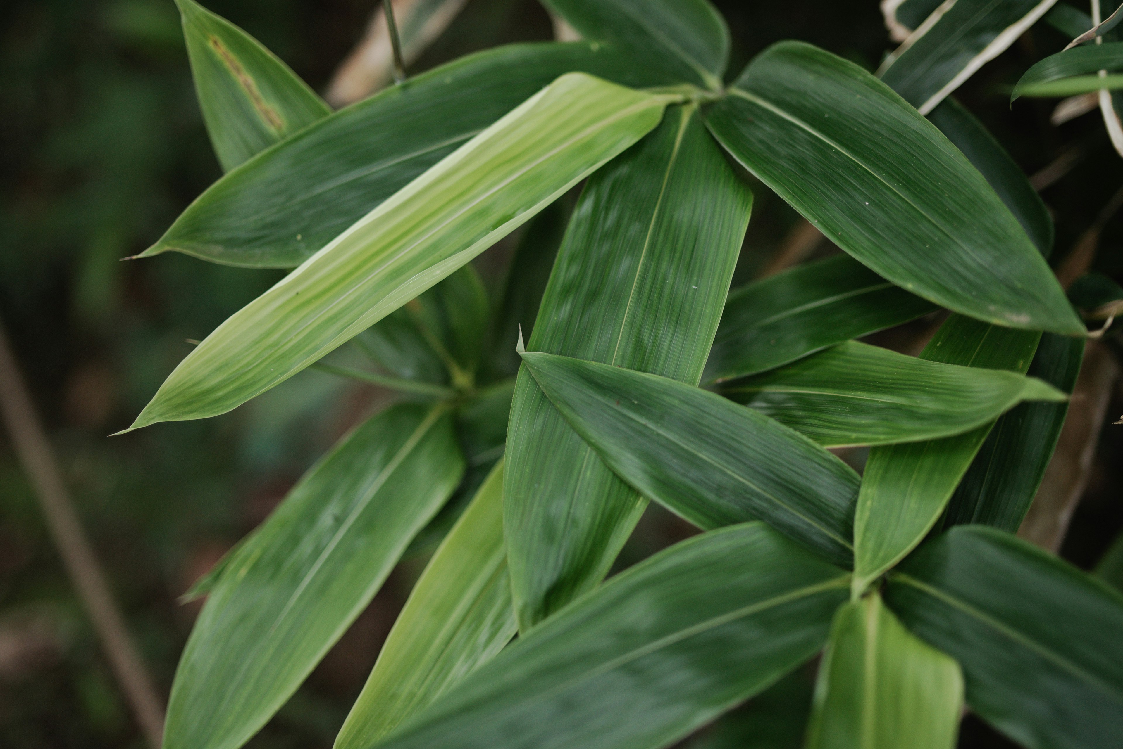 Kedekatan daun hijau dan hijau muda yang重疊