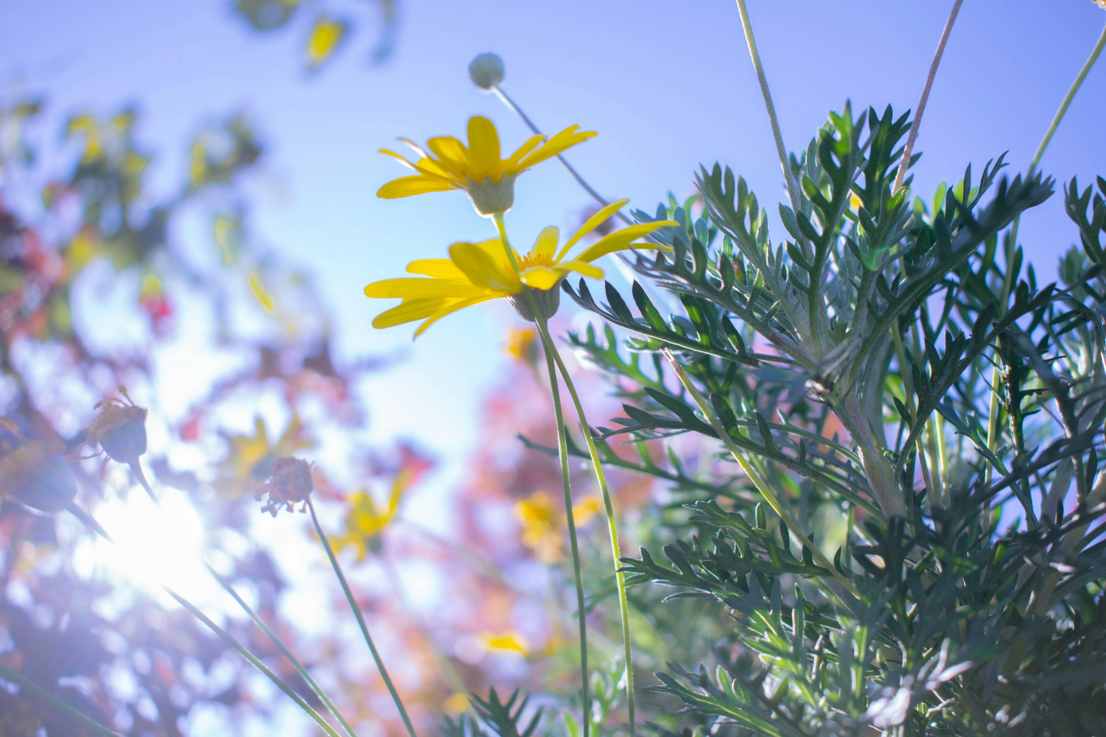 Flores amarillas brillantes bajo un cielo azul claro con vegetación