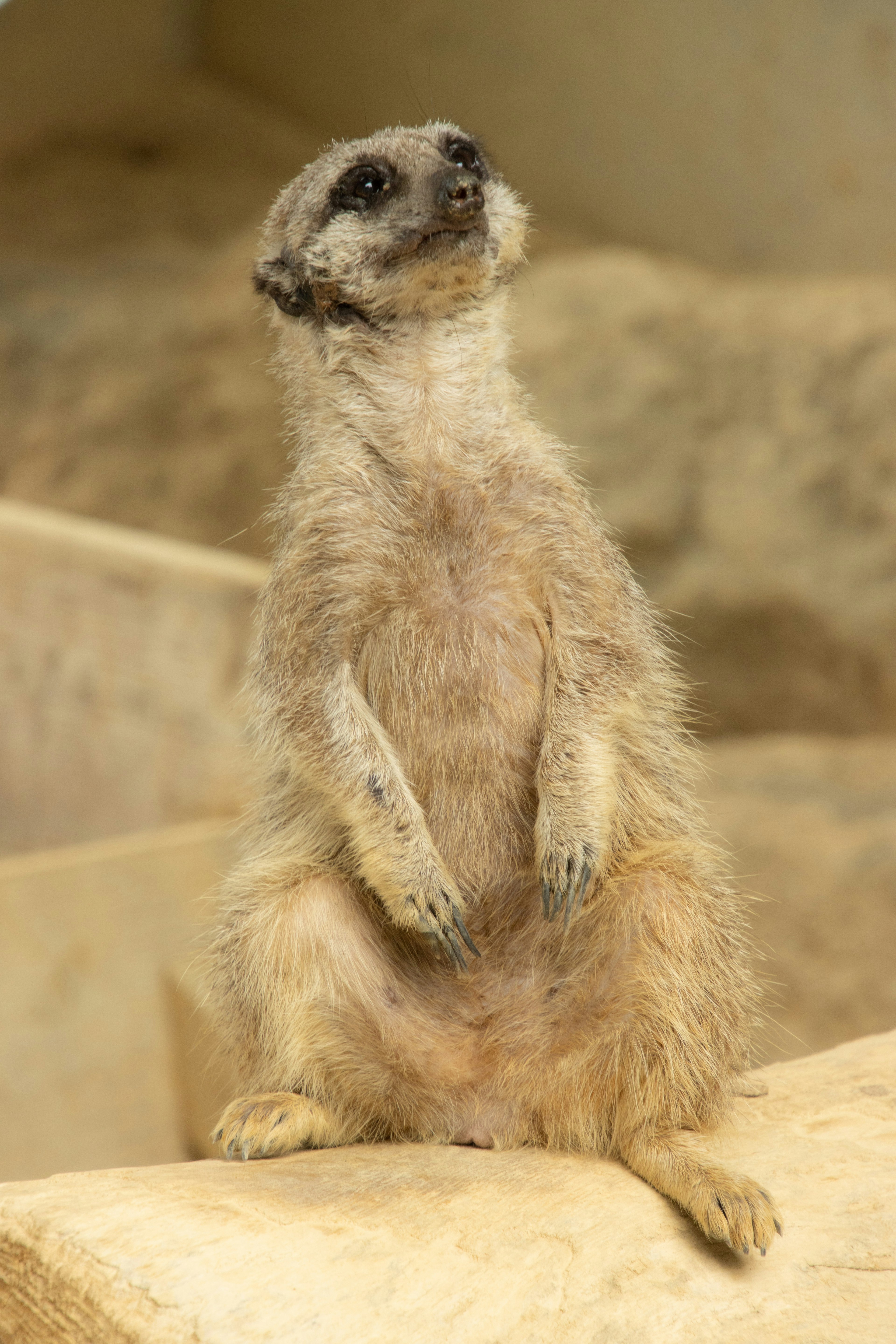 Một con meerkat đứng thẳng