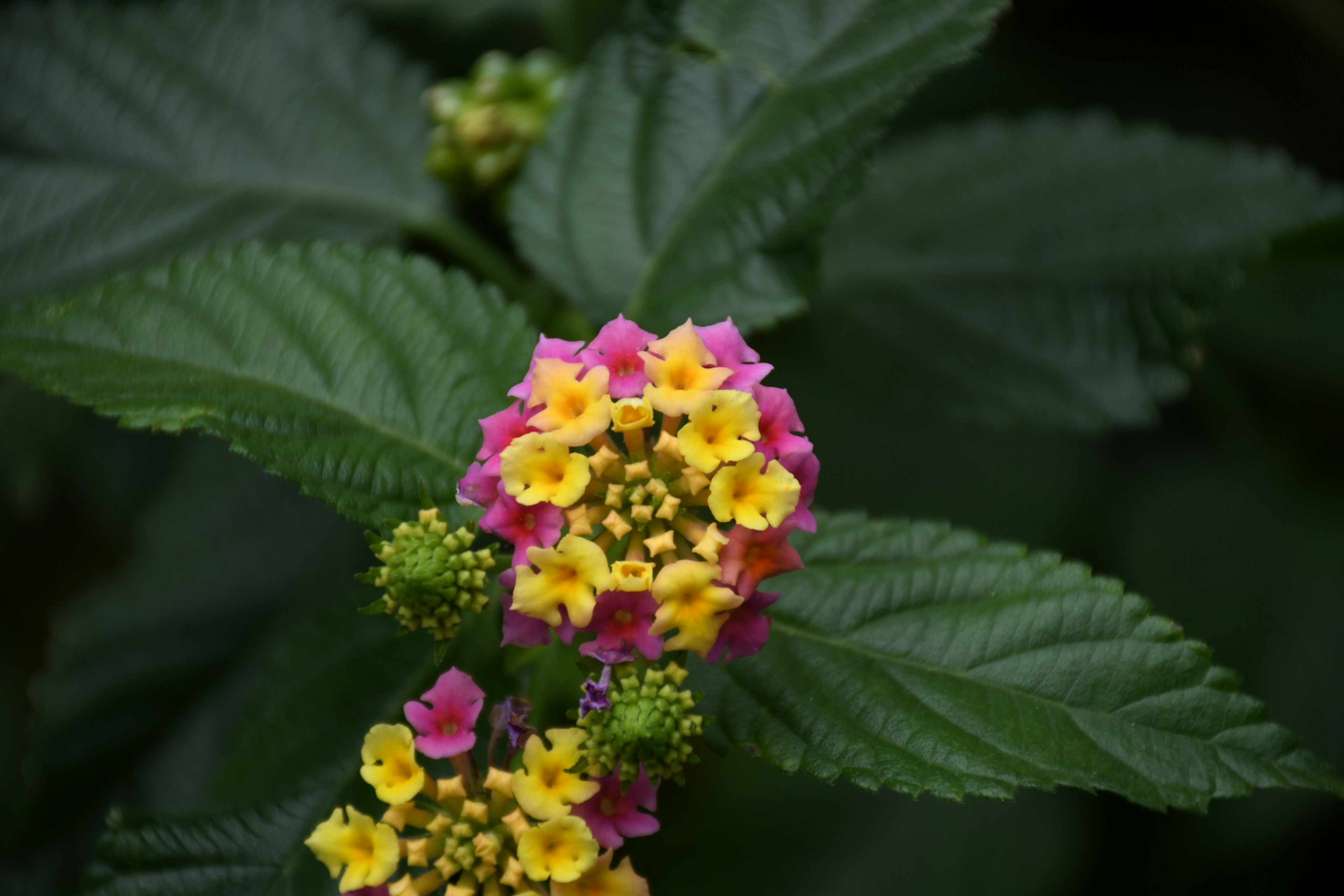 Nahaufnahme von bunten Lantana-Blüten mit grünen Blättern