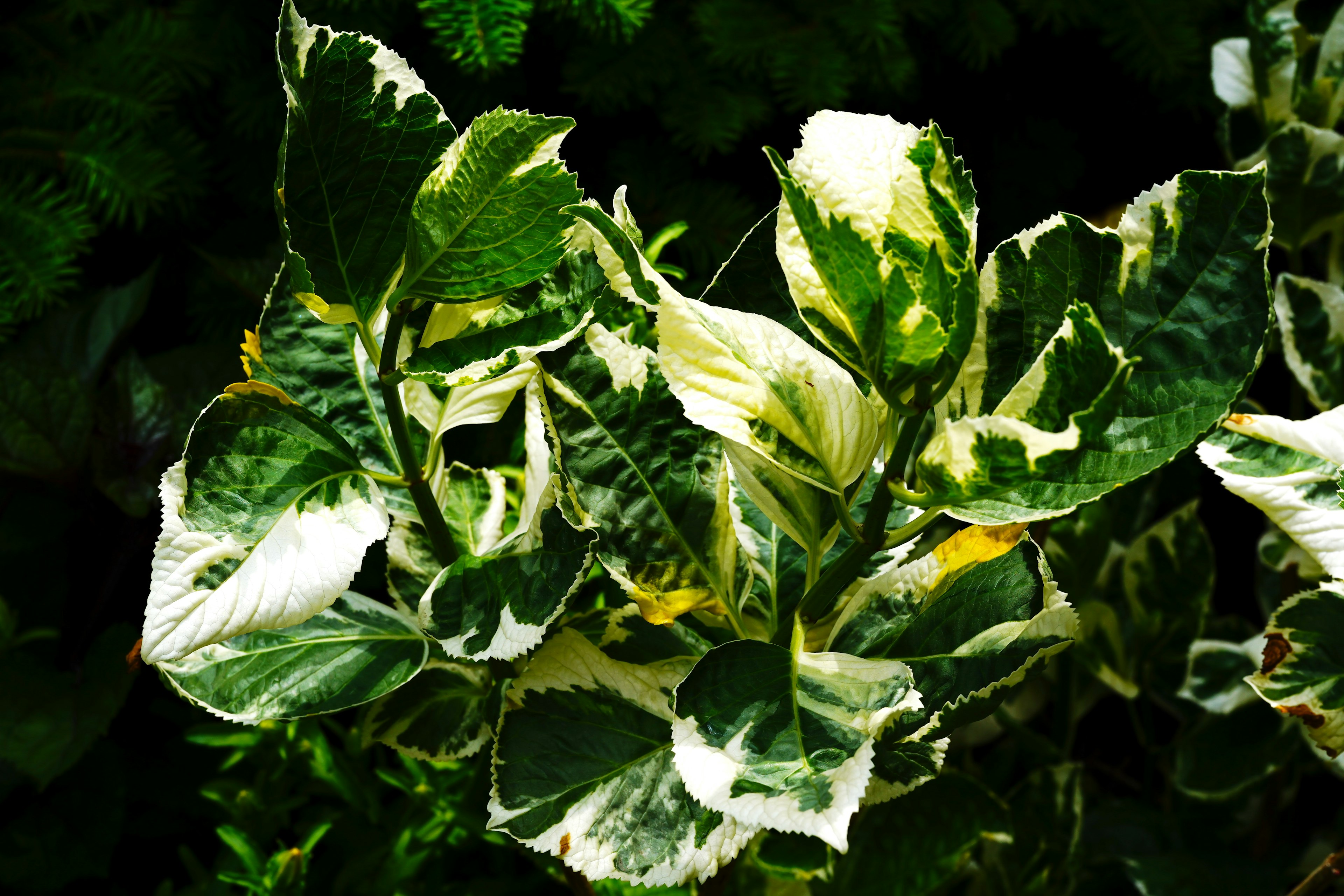 Primer plano de una planta con hermosas hojas verdes y blancas