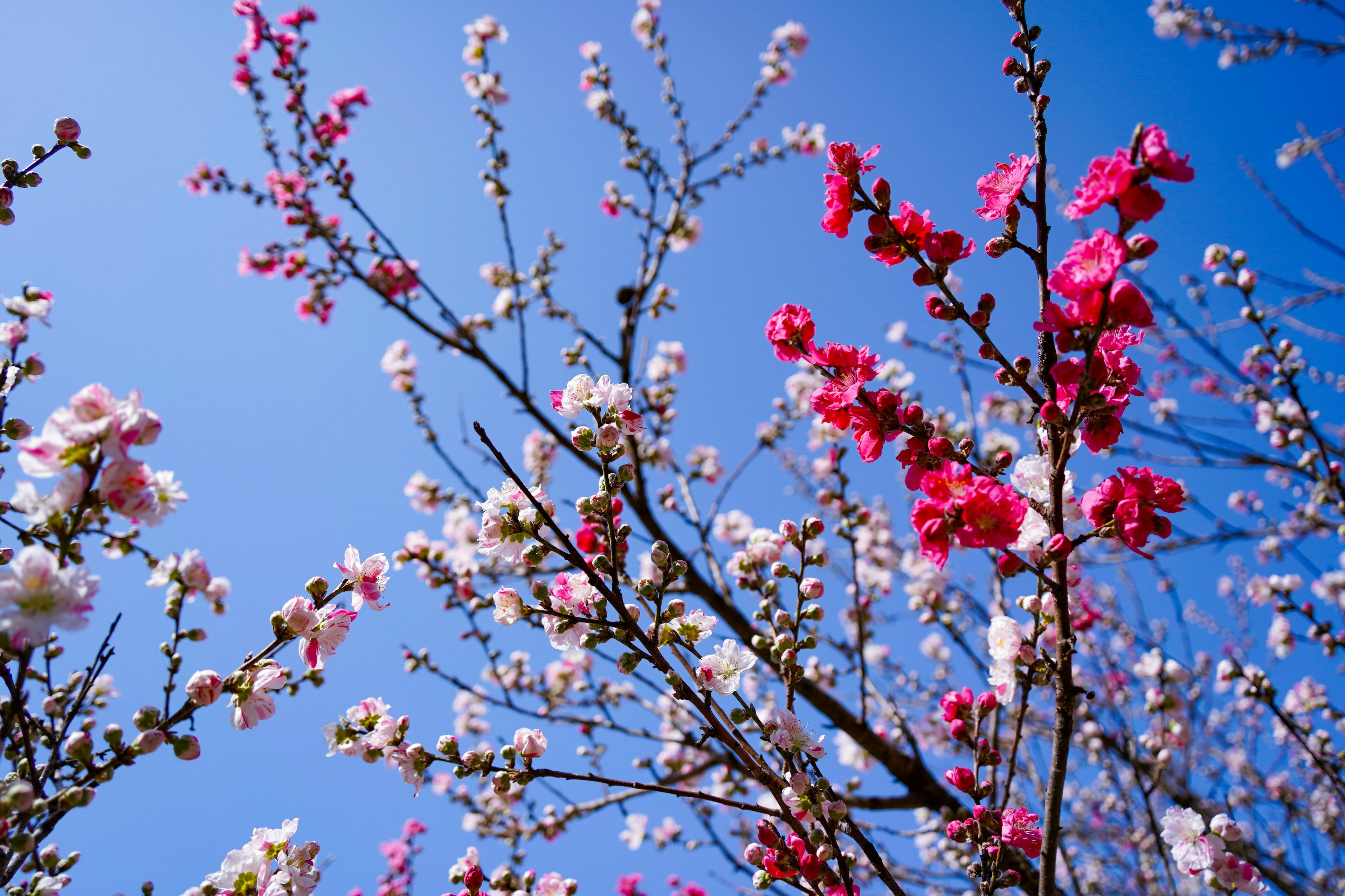 青空の下で咲くピンクと白の花々の枝