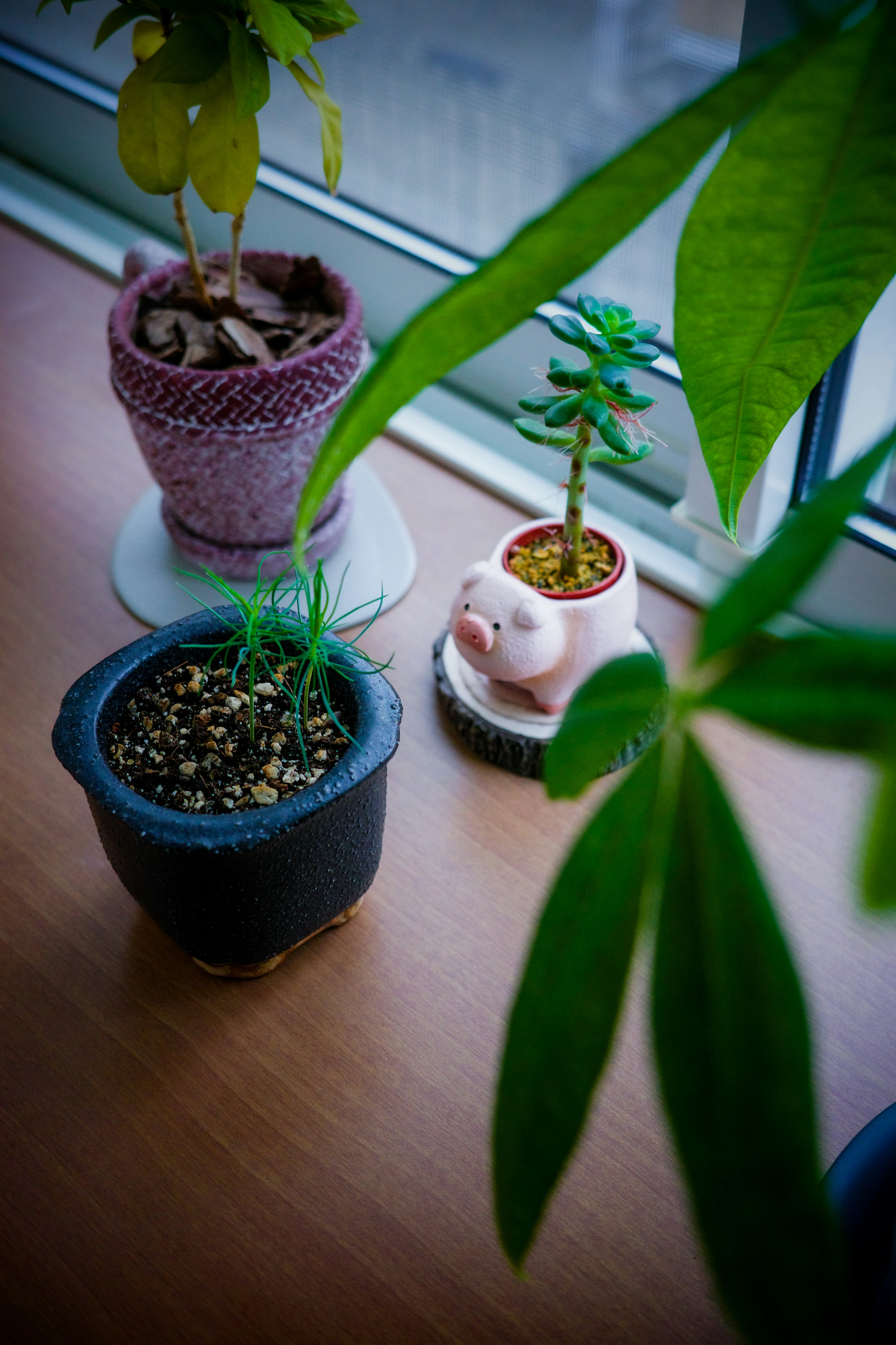 Plantas en macetas cerca de una ventana con una maceta de cerdo rosa