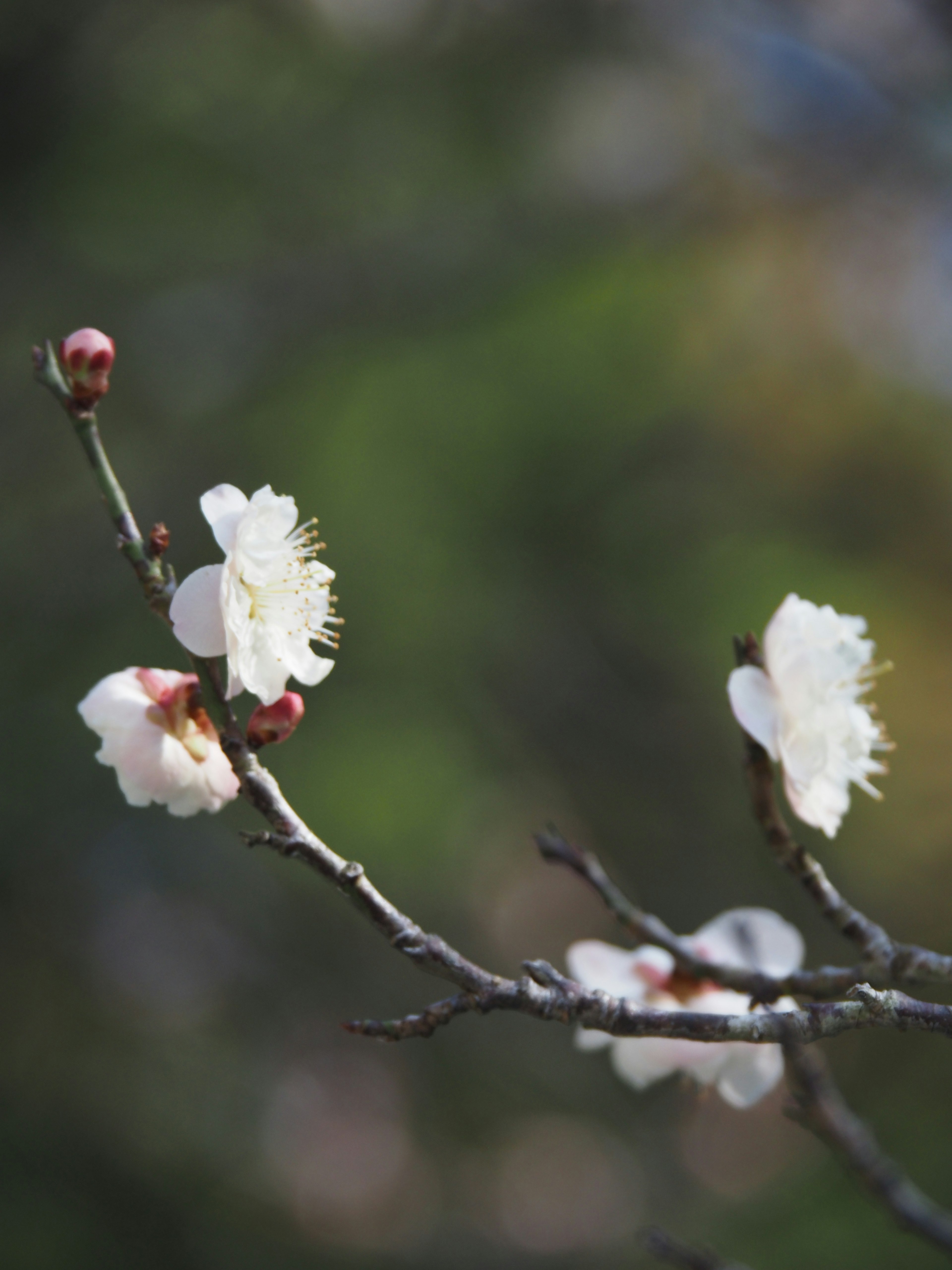 Primo piano di un ramo con fiori bianchi in fiore