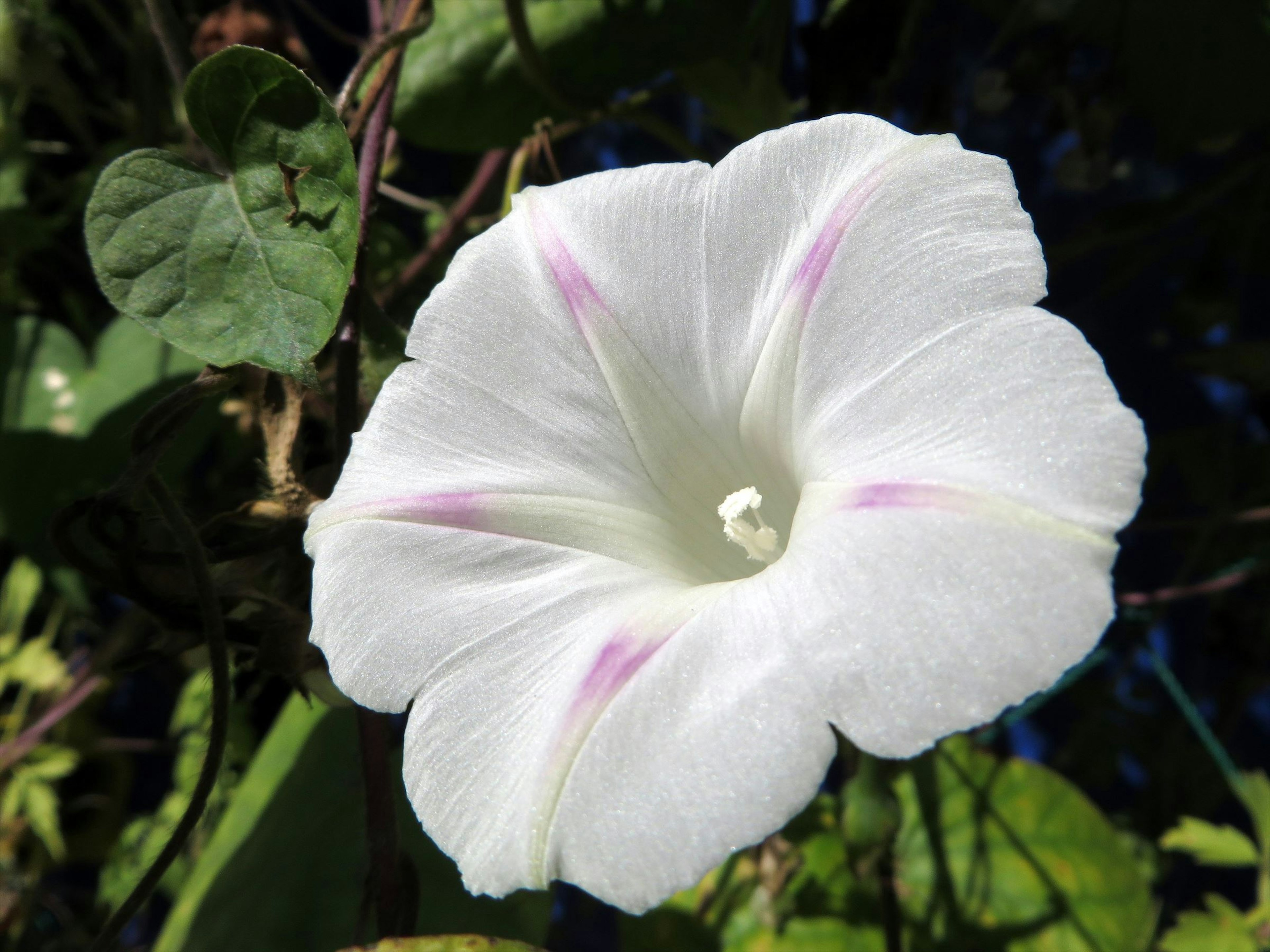 White flower with light purple stripes on the petals