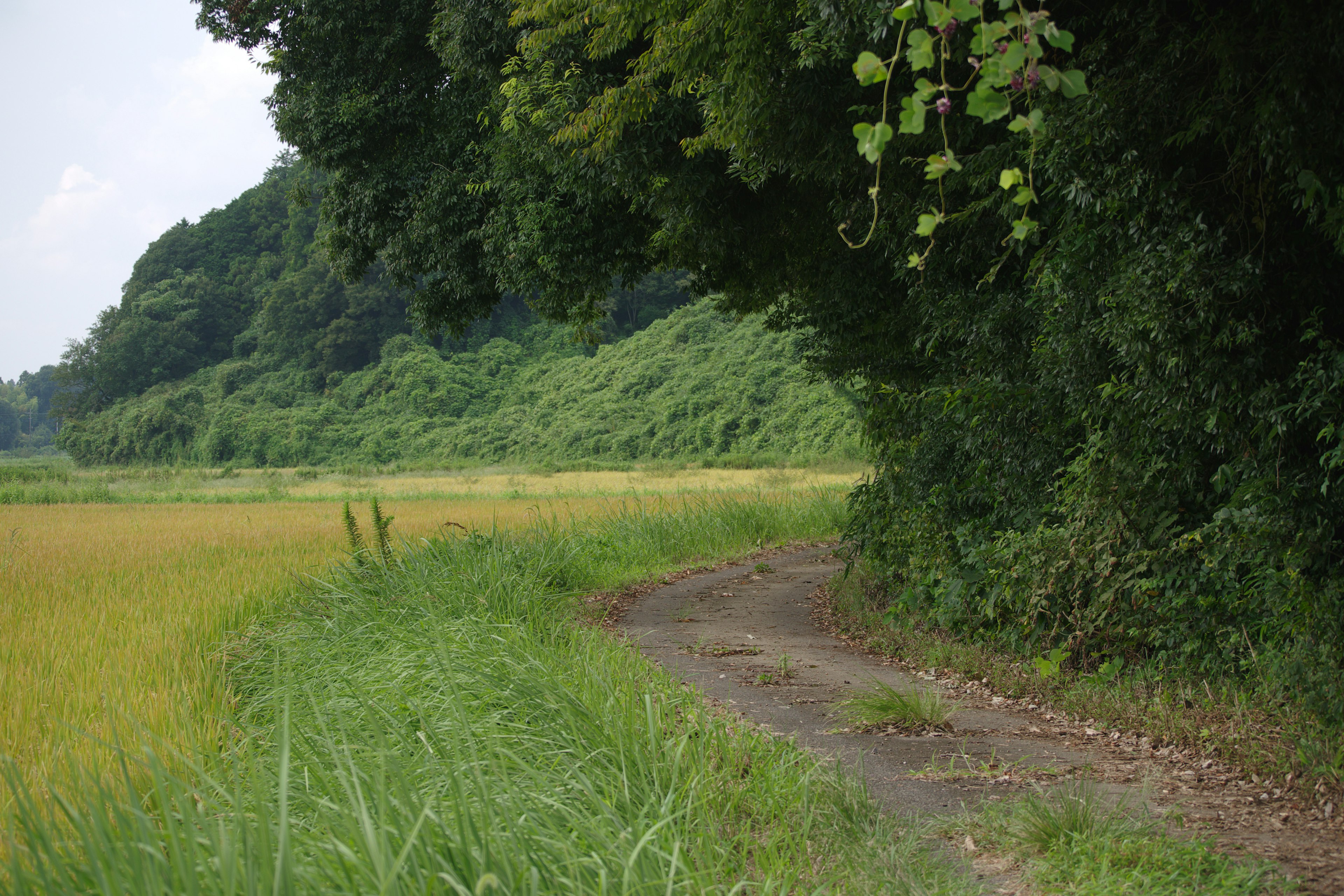 緑の木々に囲まれた田舎道と金色の稲穂が広がる風景