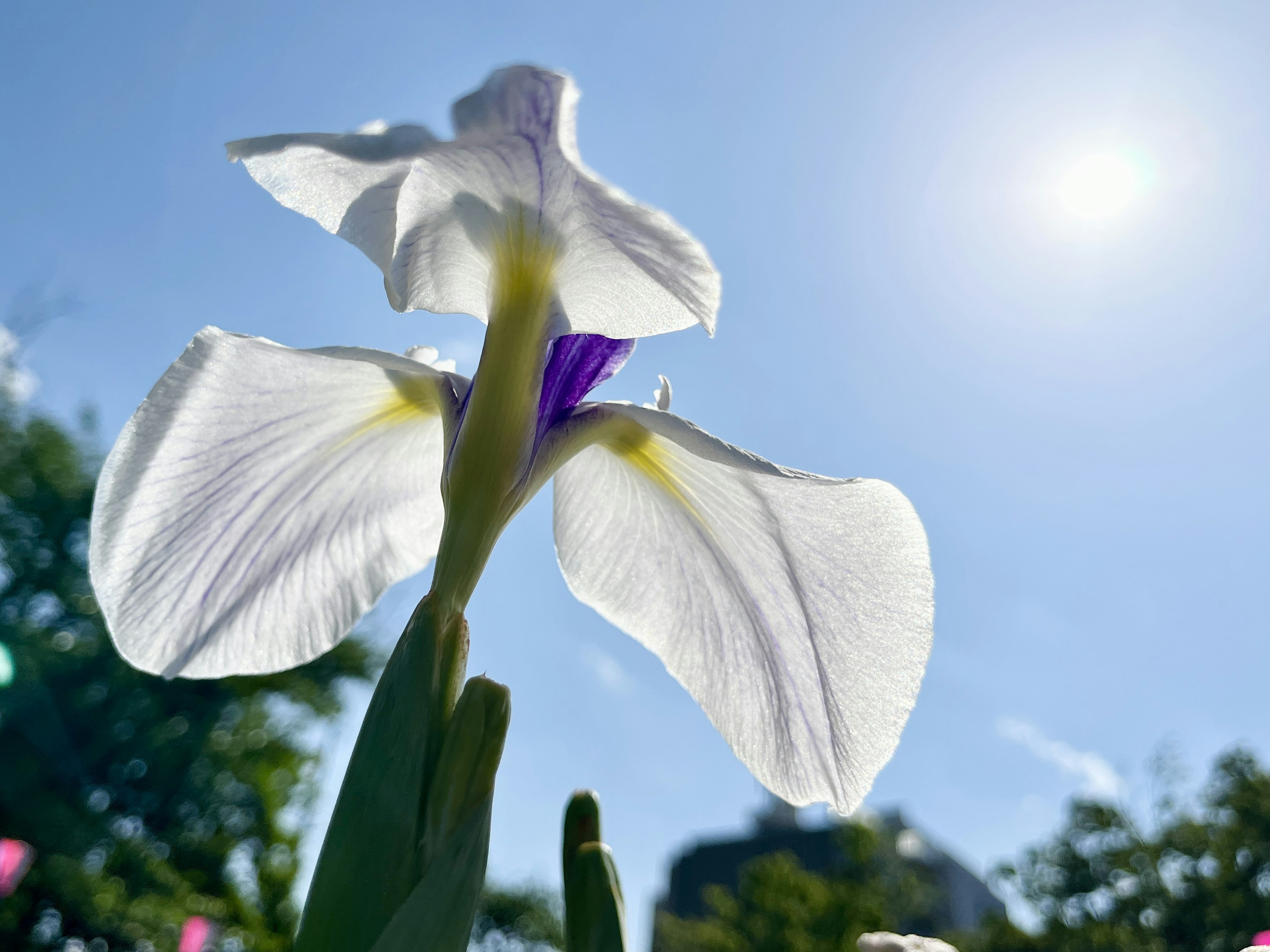 Back view of a white flower with purple accents against a blue sky