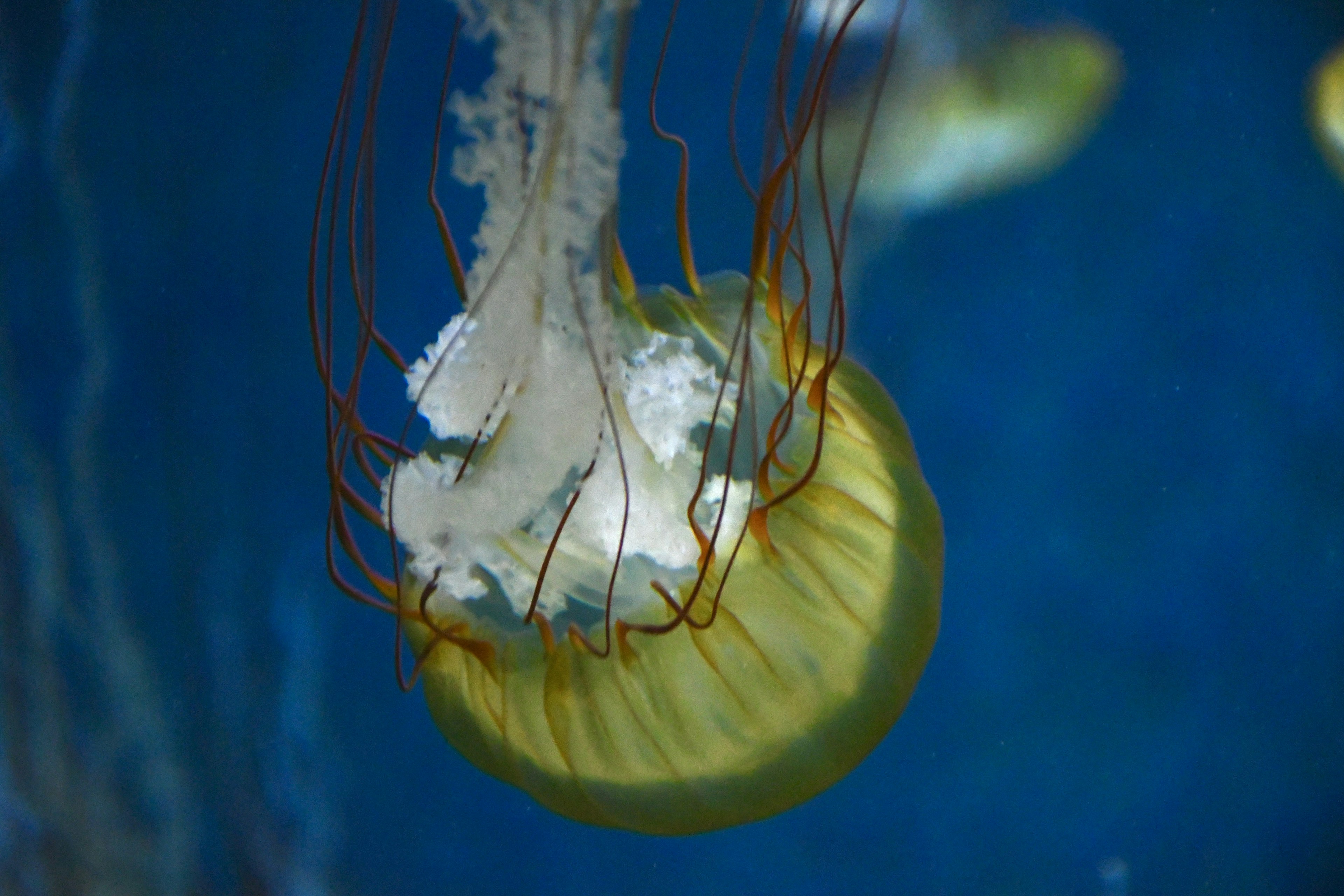 Gros plan d'une méduse jaune flottant sur un fond bleu