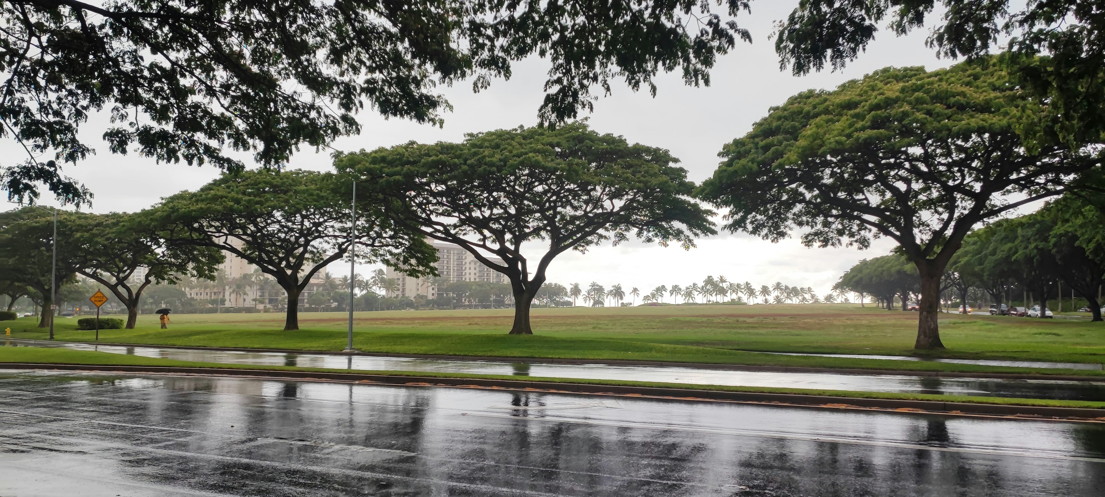 Tree-lined path with puddles reflecting in the rain