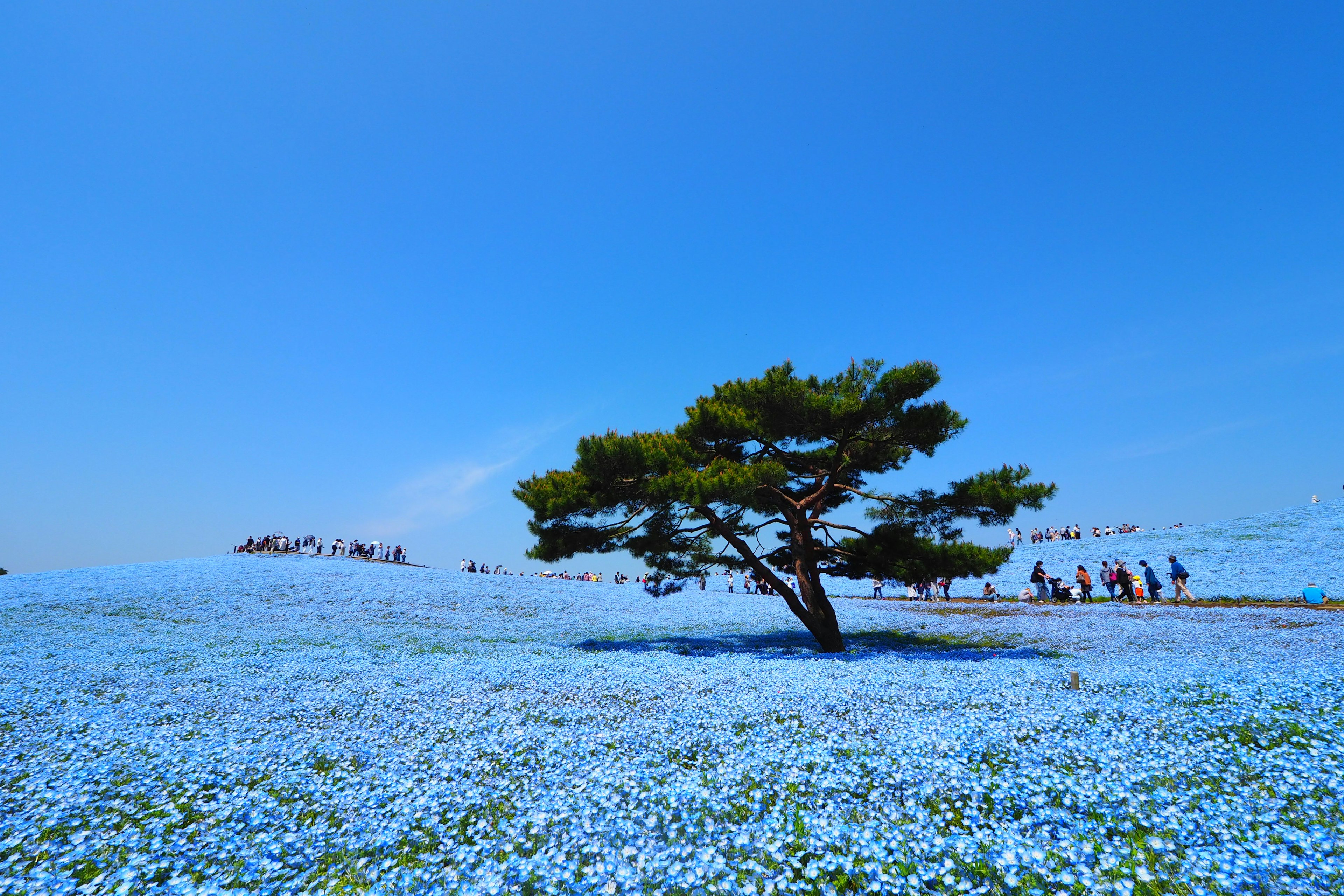 Ein weites Feld blauer Blumen unter einem klaren blauen Himmel mit einem einsamen Baum