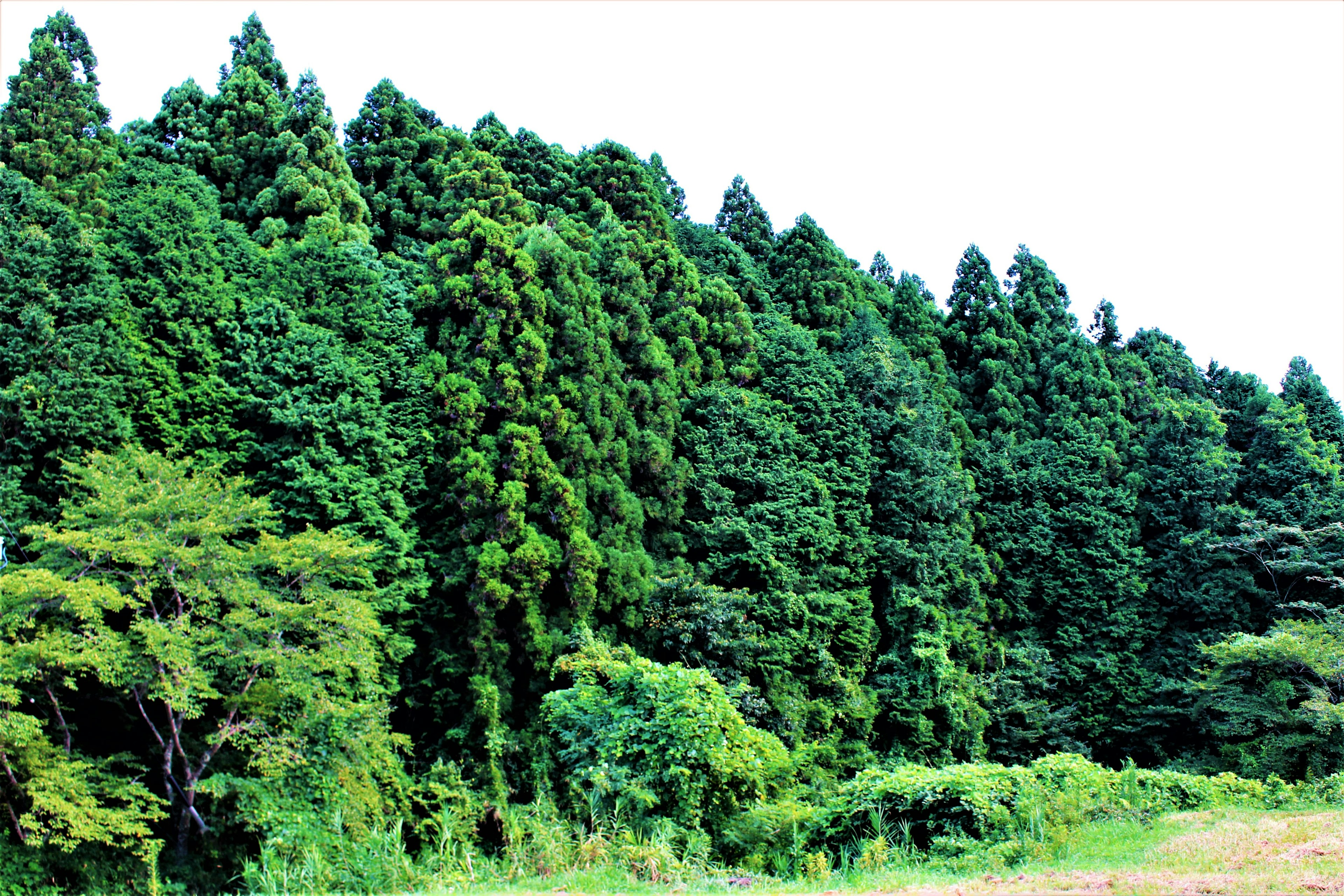 緑豊かな森の景色 高い木々と低い植物が調和する風景