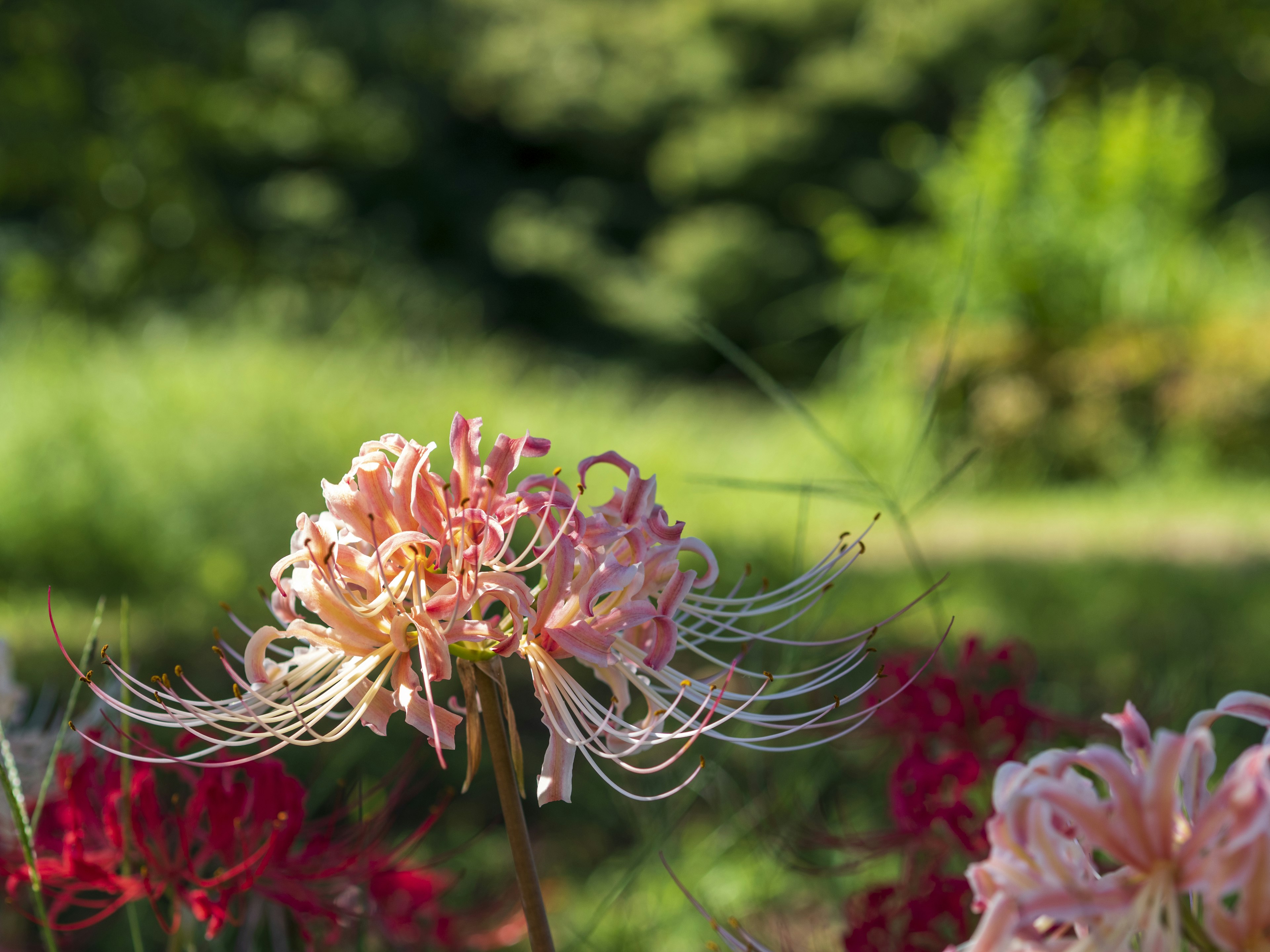 粉色蜘蛛百合花盛开，背景为绿色