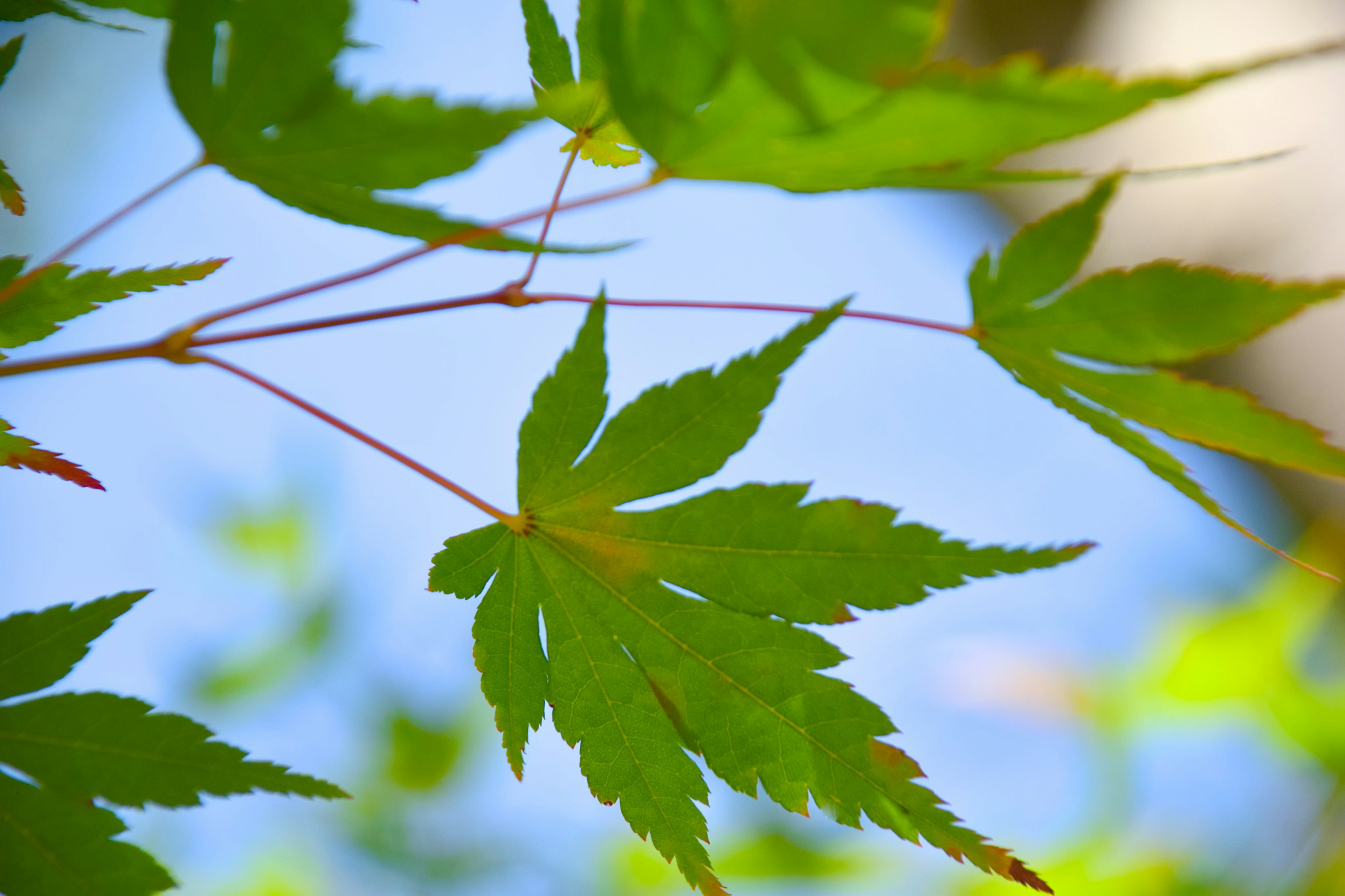 Acercamiento de hojas verdes contra un cielo azul