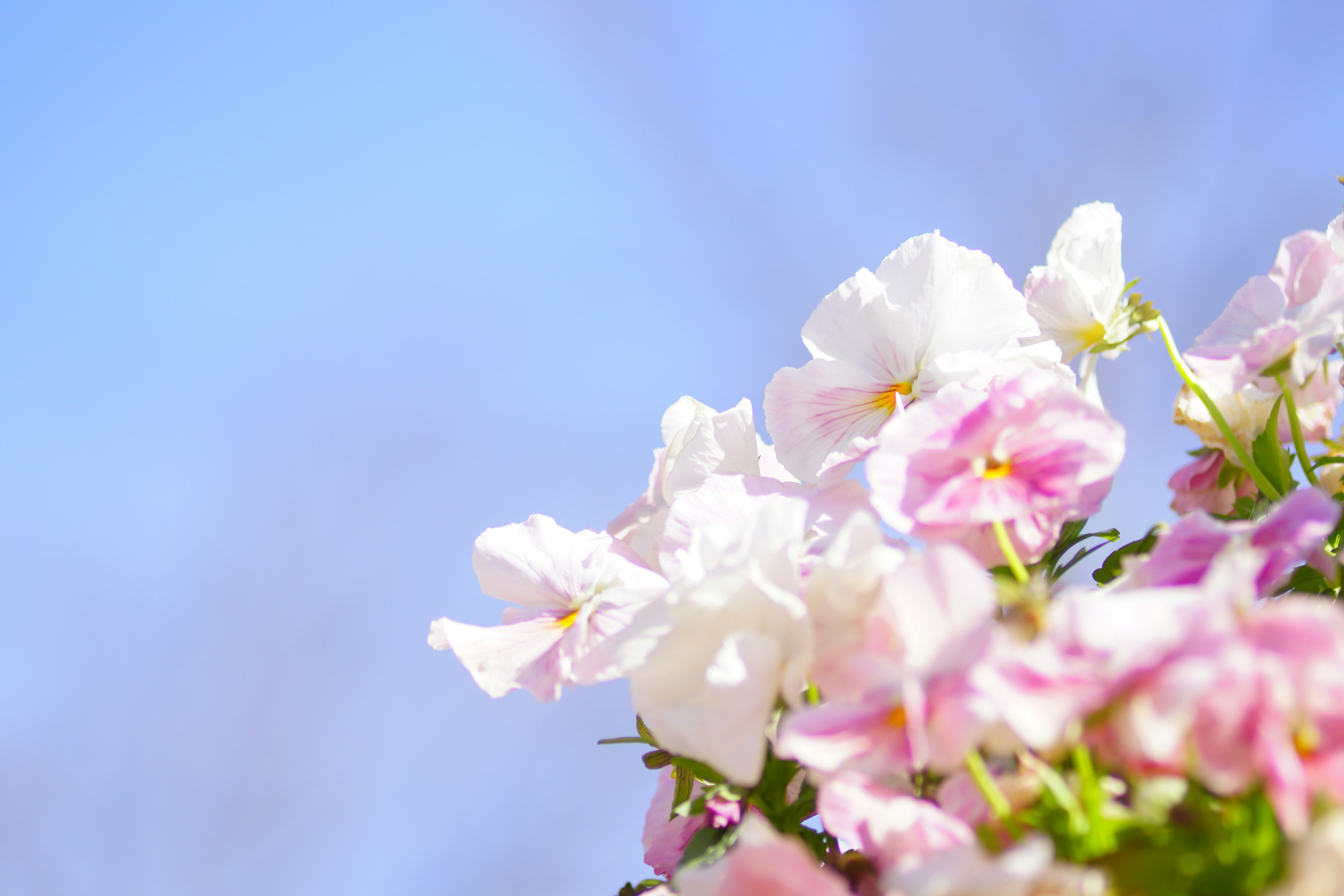 青空の下に咲くピンクと白の花々のクローズアップ