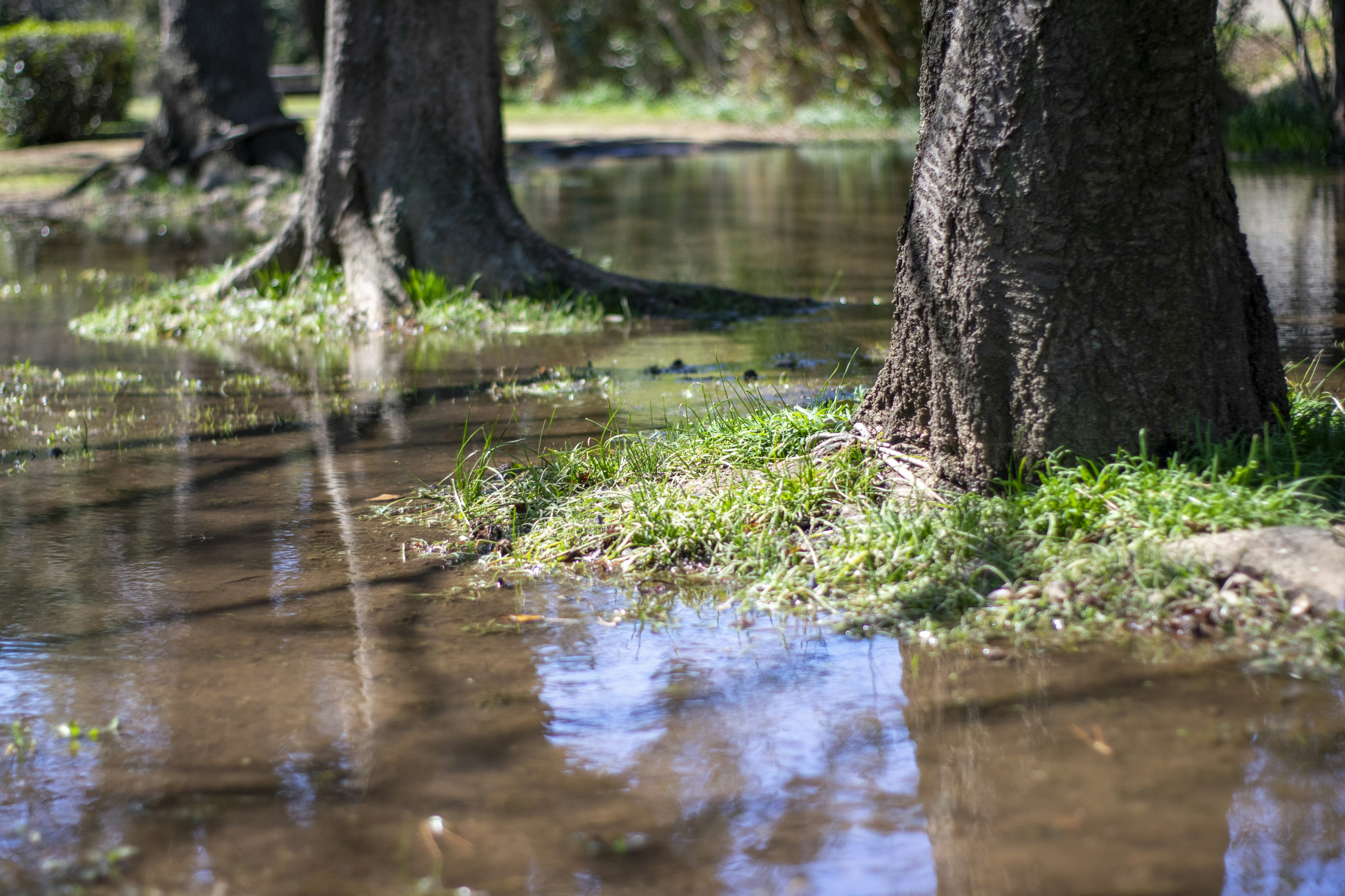 Landscape with waterlogged trees and green grass