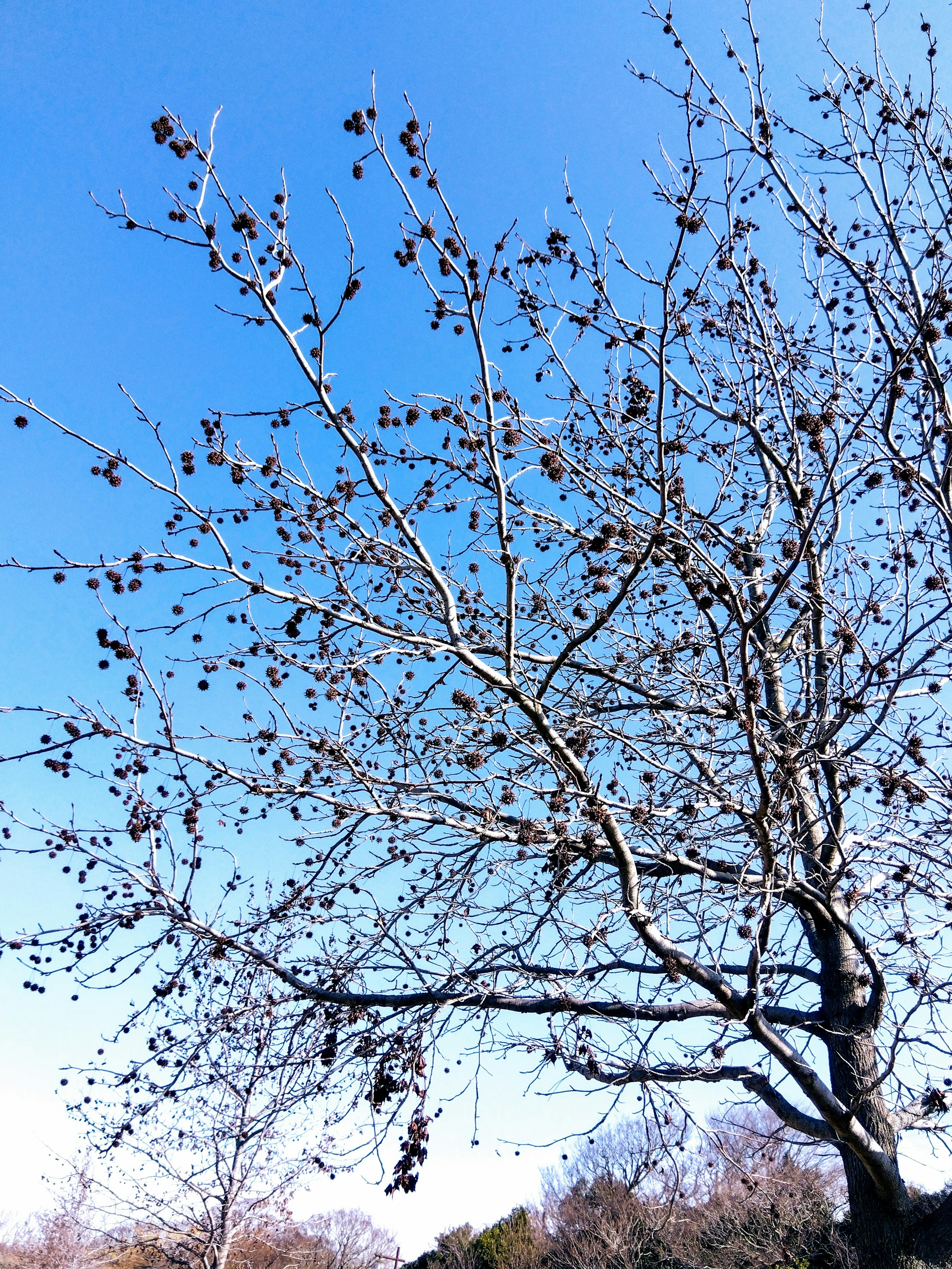 冬の青空の下にある葉のない木の枝