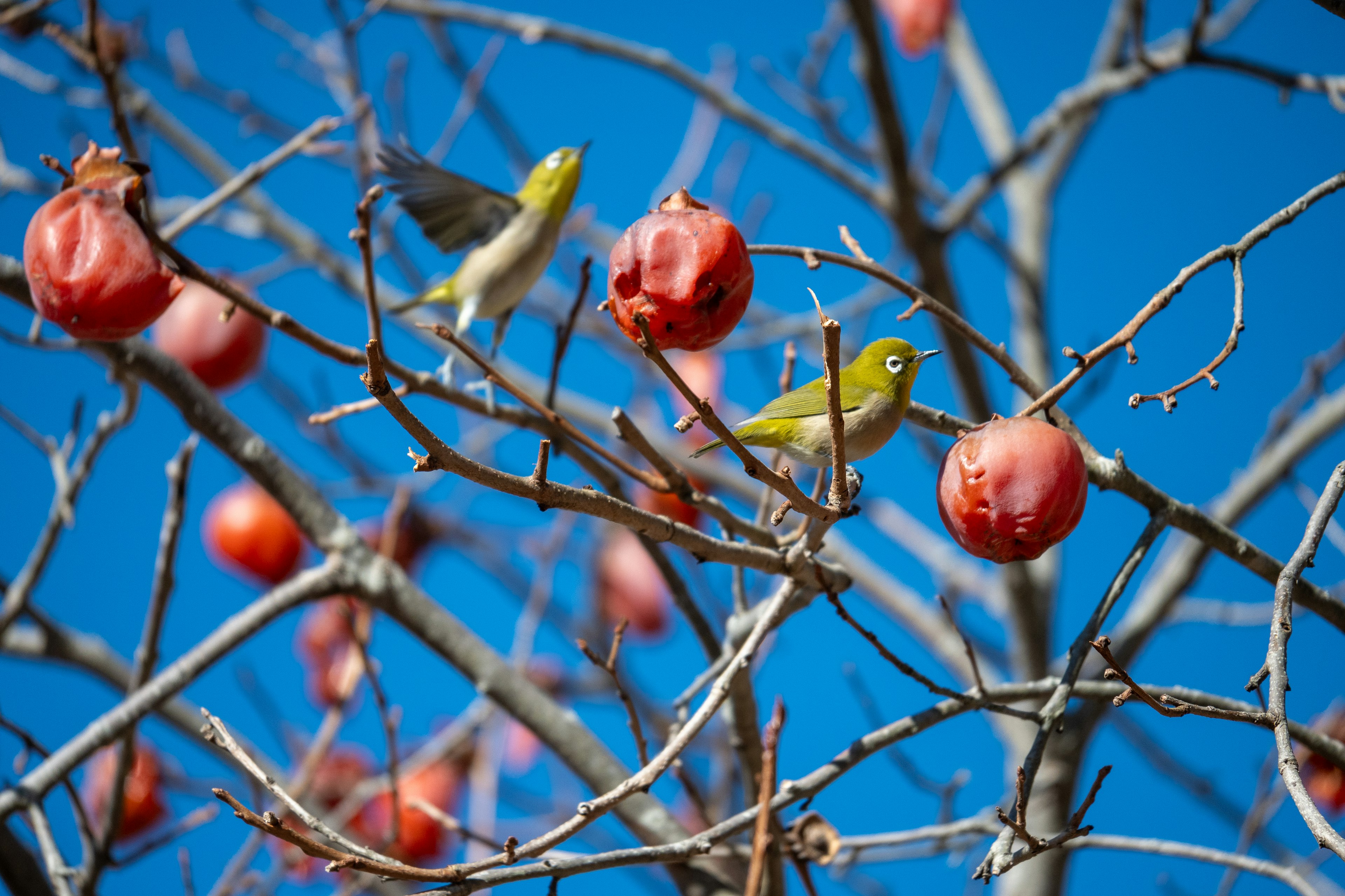 Kleine gelbe Vögel auf Ästen mit roten Früchten vor blauem Himmel